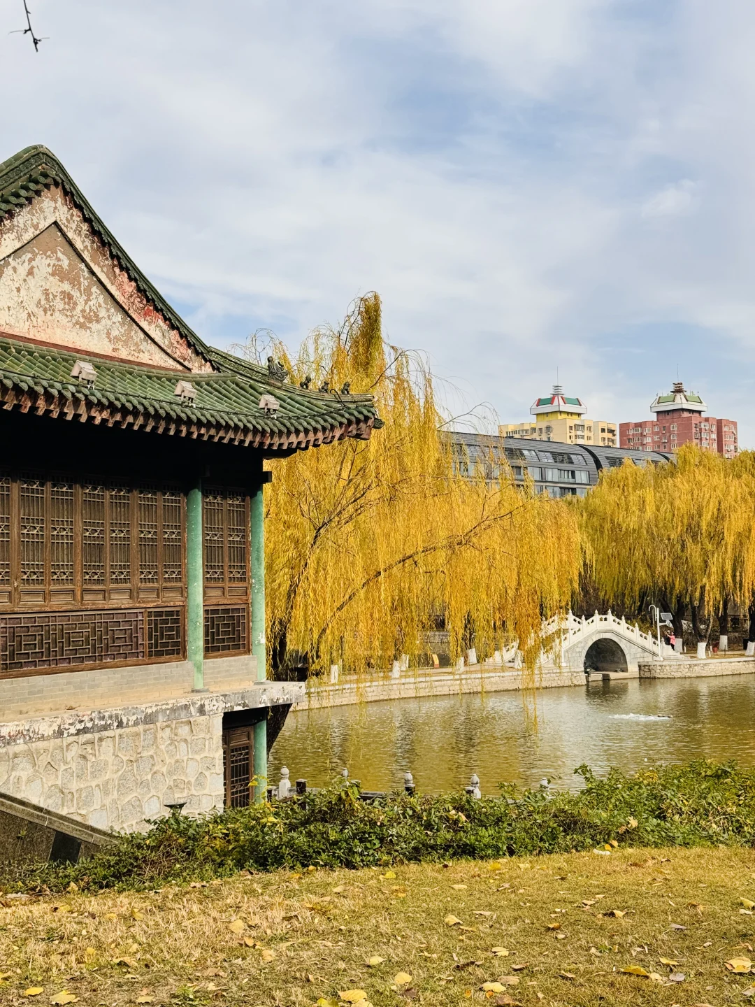 7级大风后❗️北京唯1️⃣幸存的银杏真神树!!!