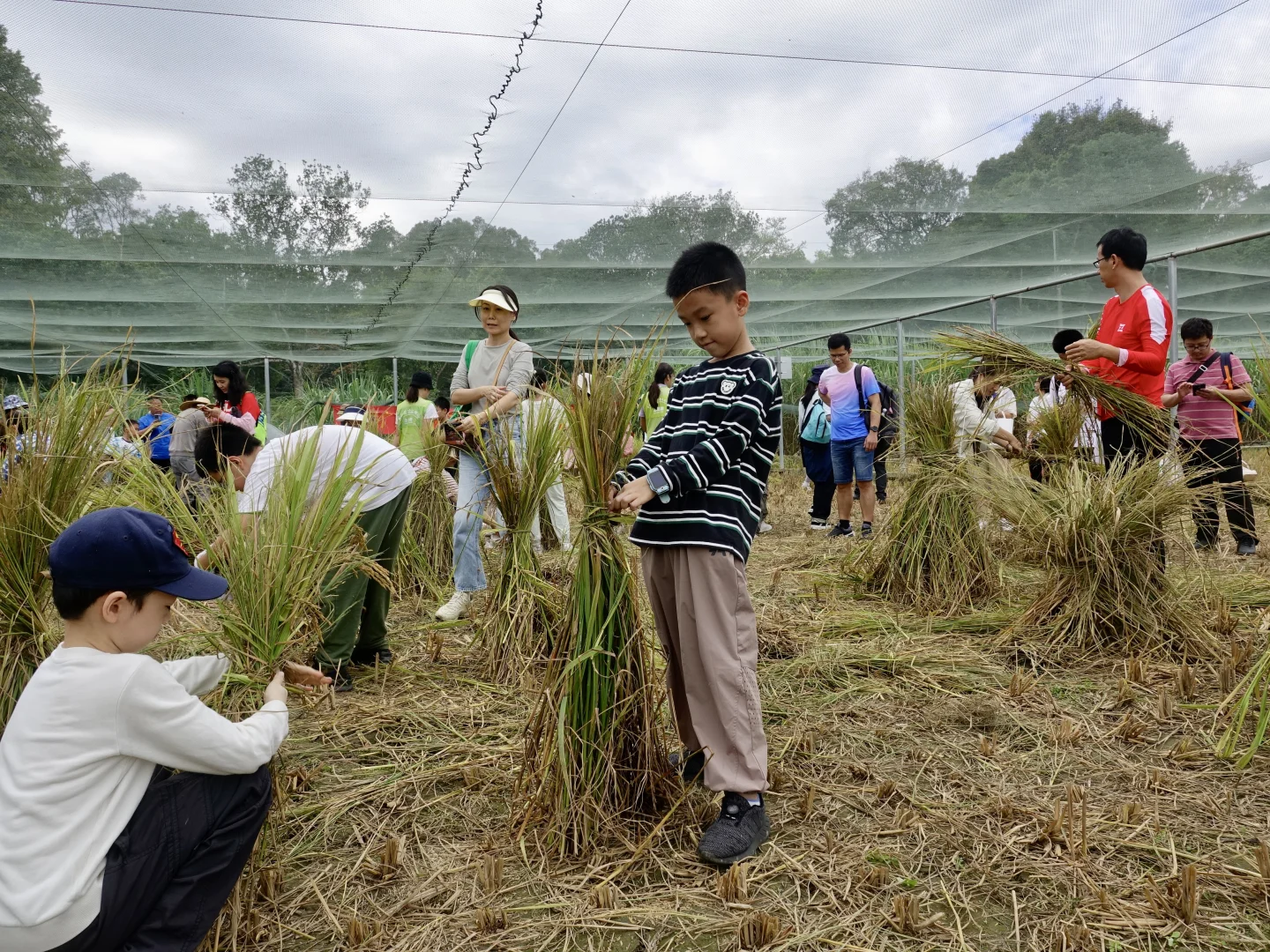 一起来割稻子吧