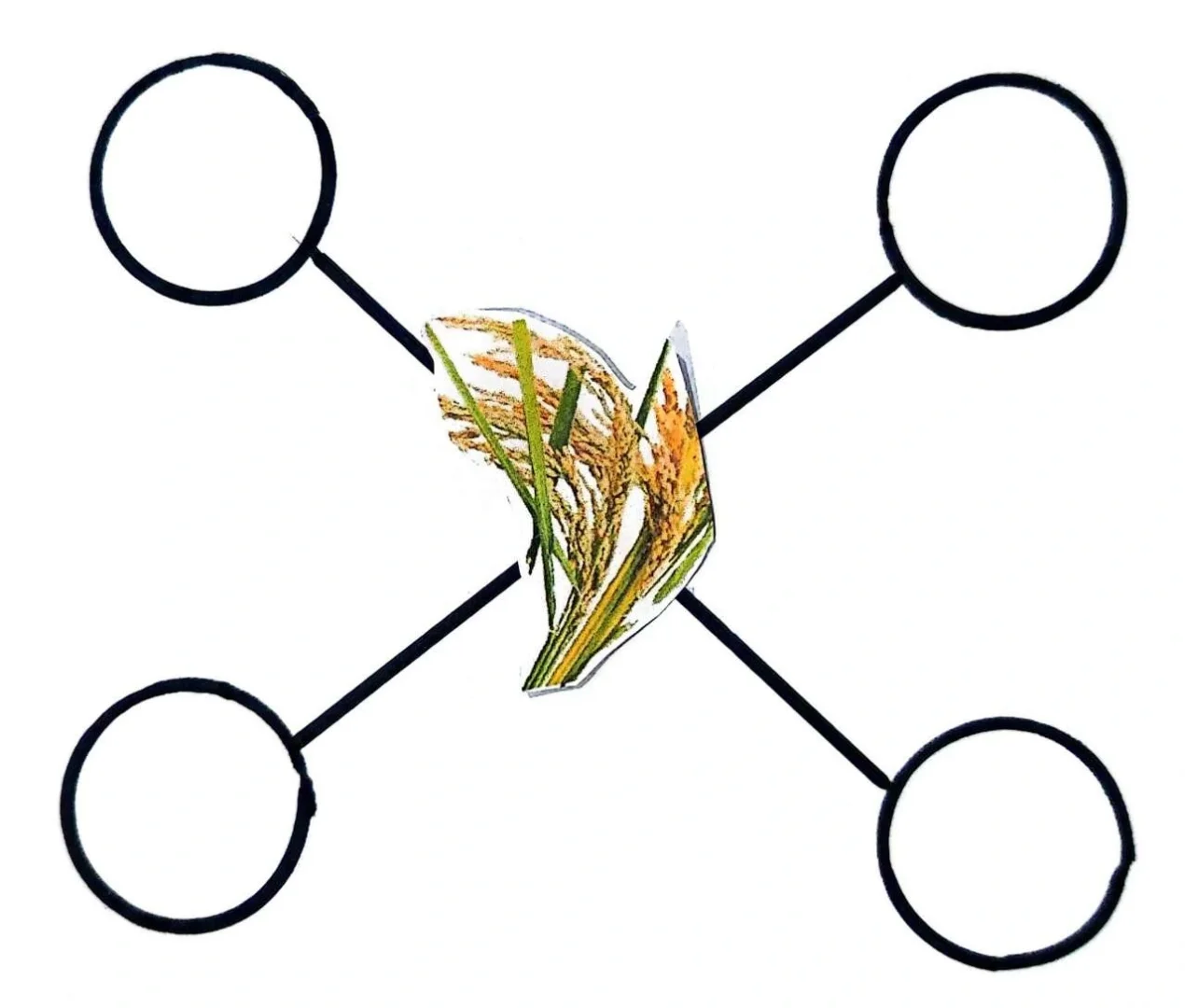 大班主题[丰收的季节]数学区（农作物加工）