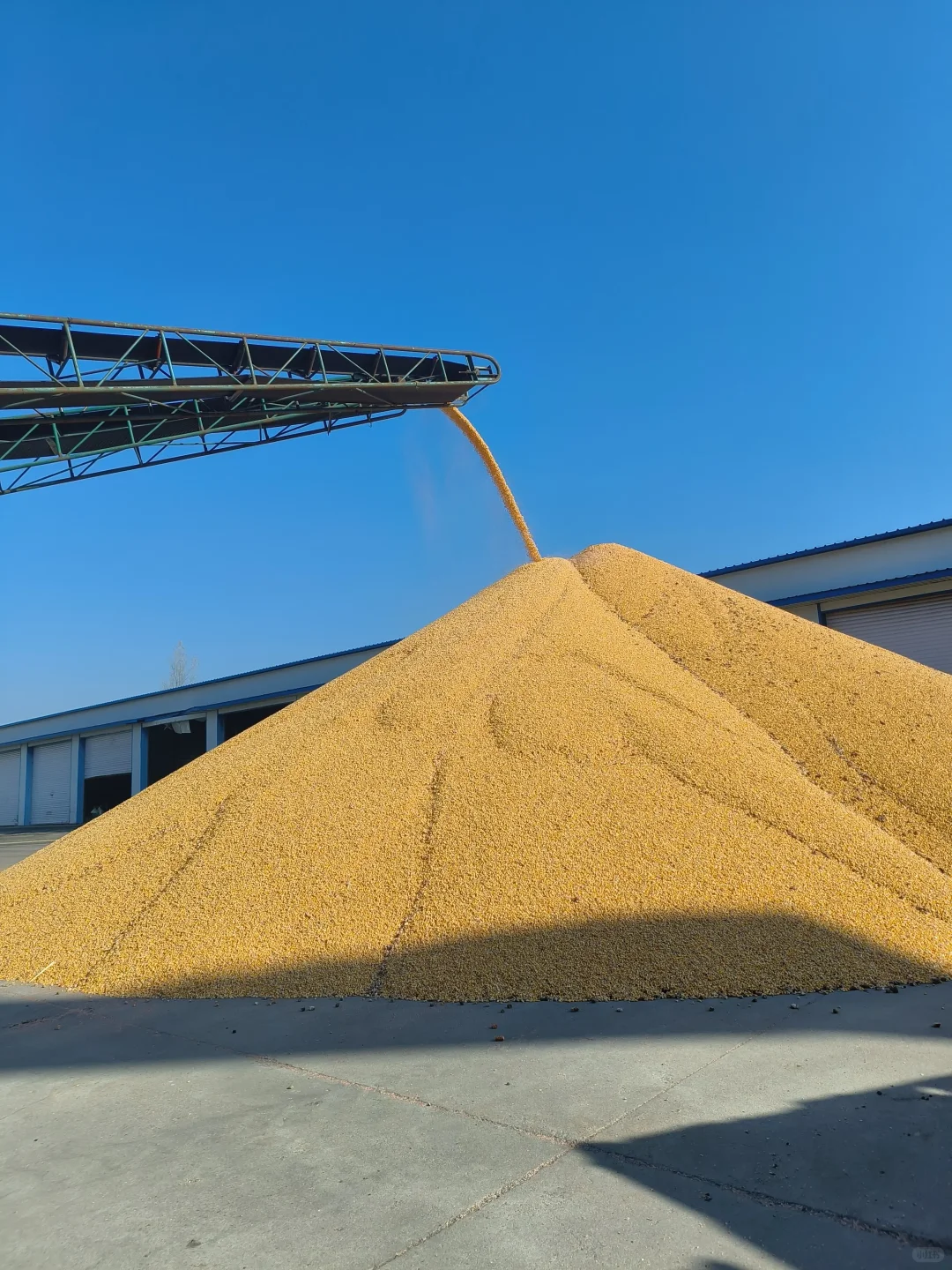 玉米行业本周下跌趋势明显