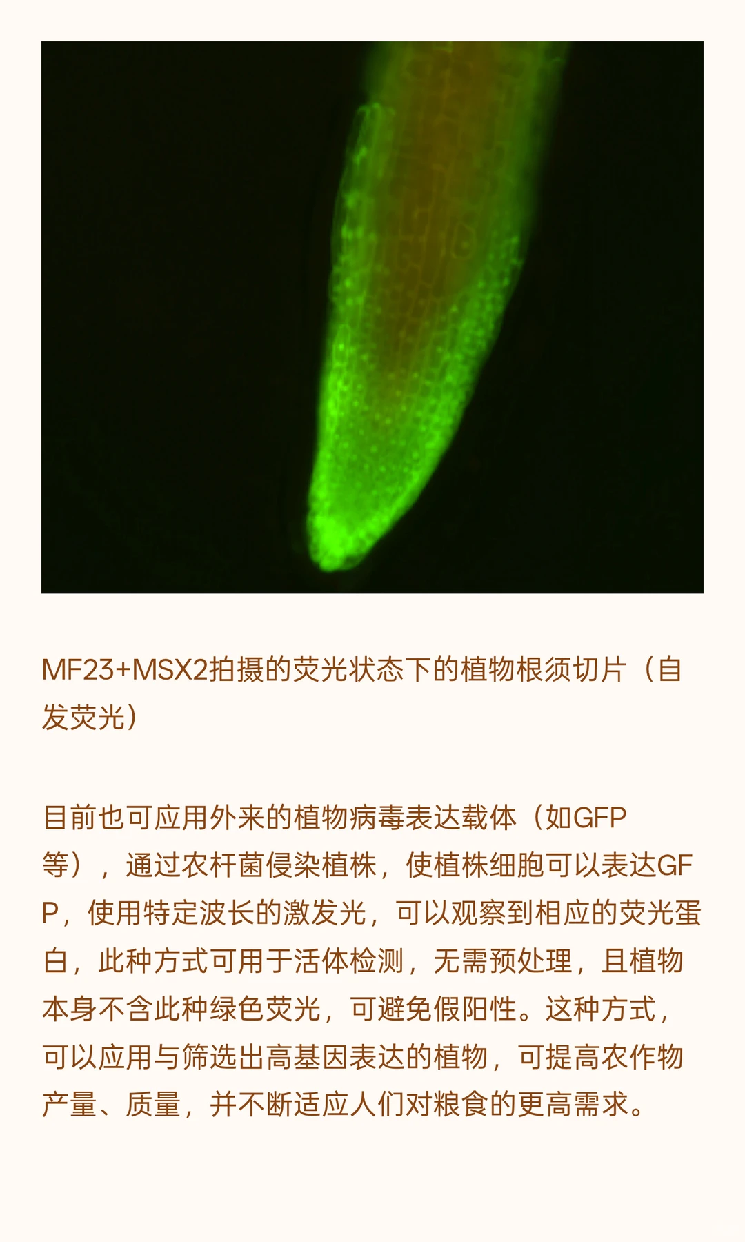 植物学研究用什么显微镜？