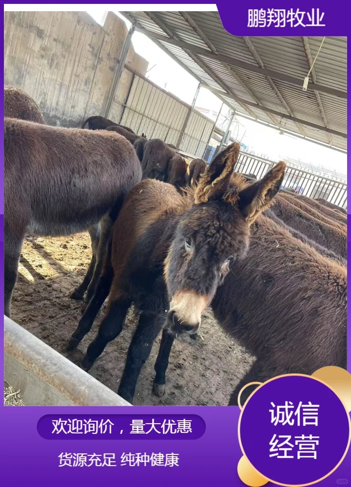 鹏翔牧业肉驴