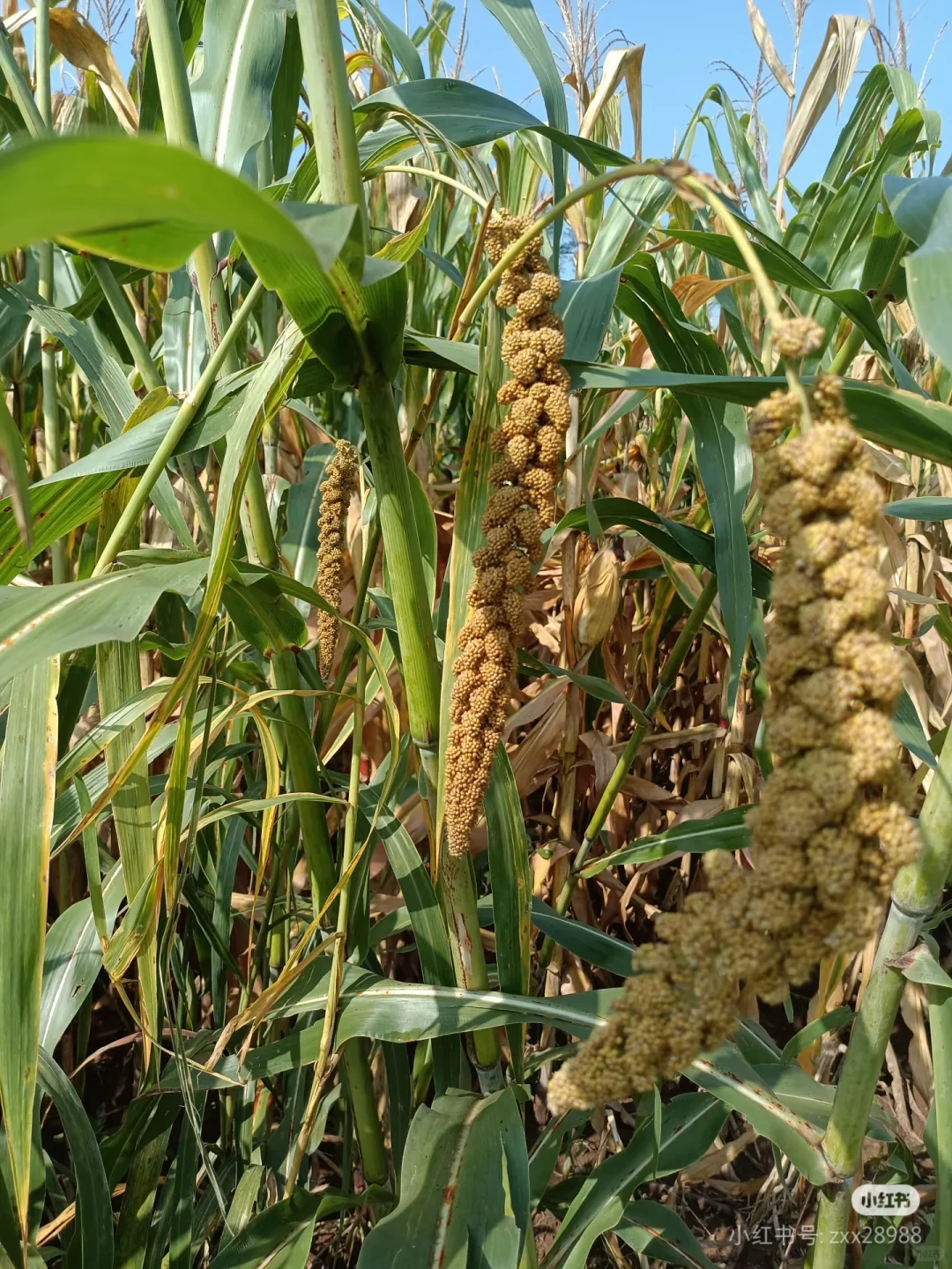 自家种的香谷米米油就是好喝！