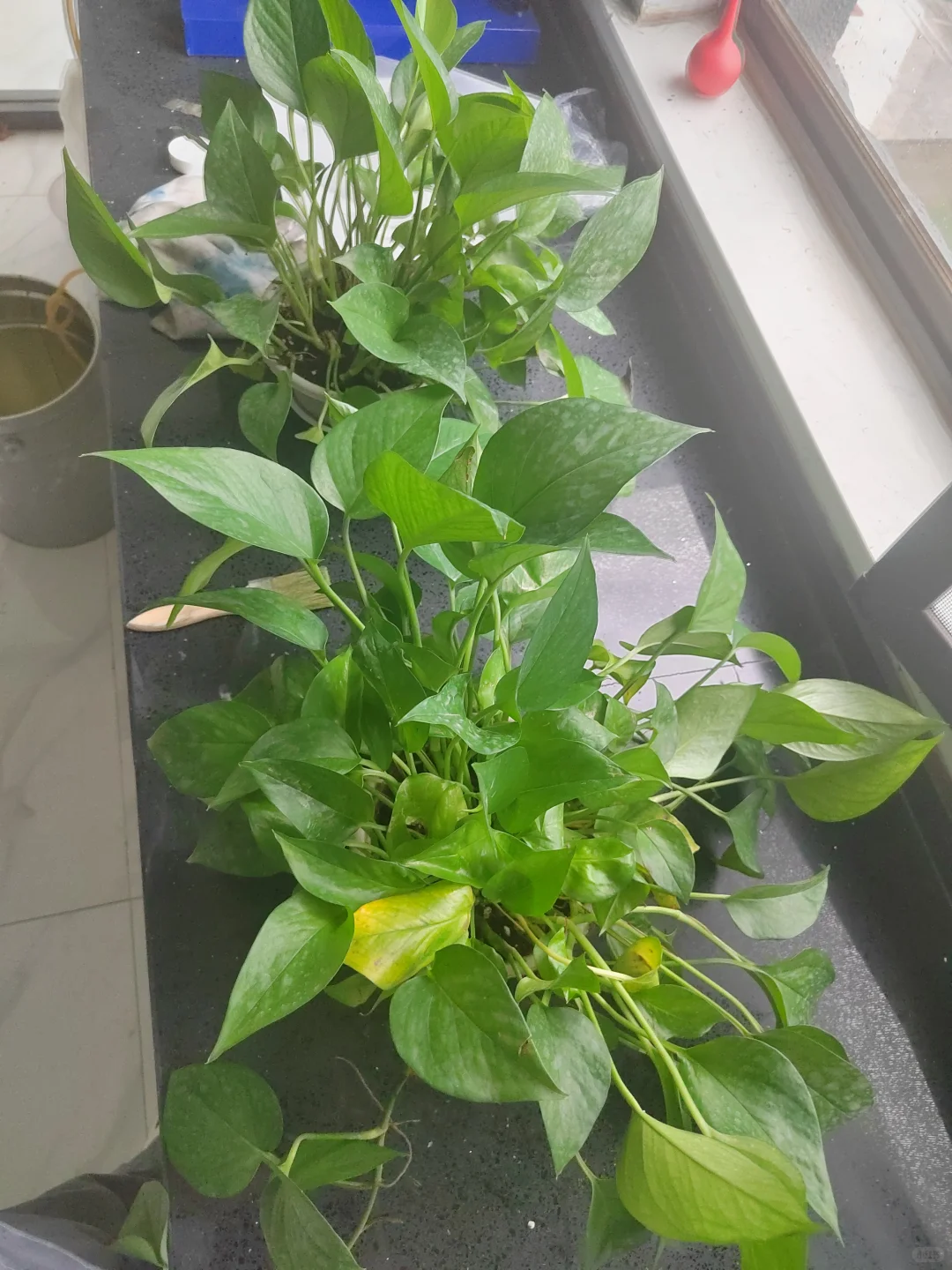 油漆厂日记22day