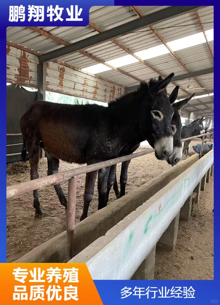 鹏翔牧业德州黑驴