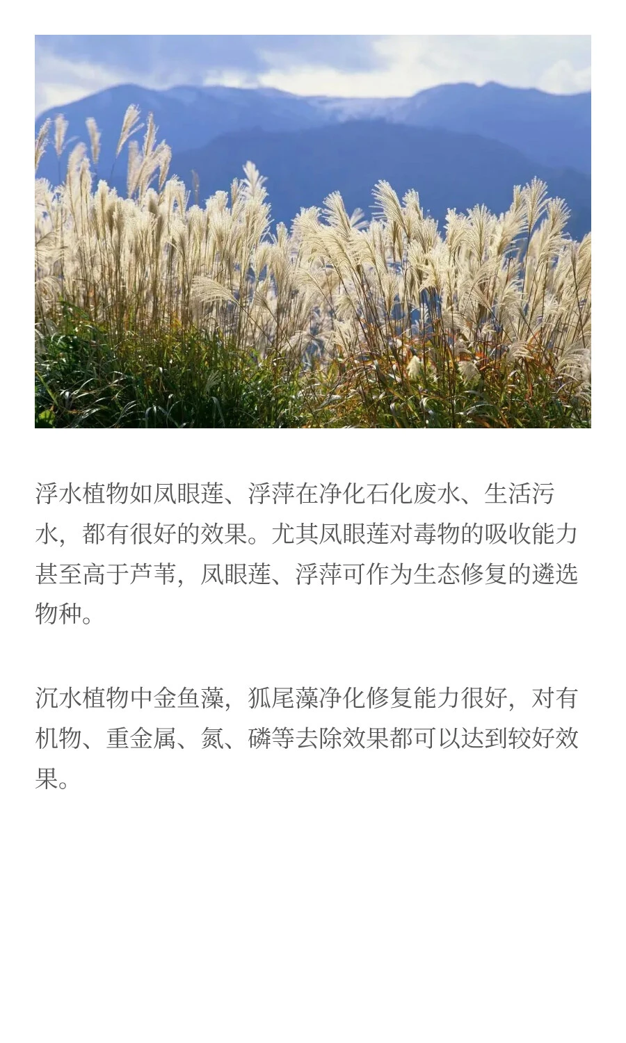 水生植物对污染水体修复的研究进展