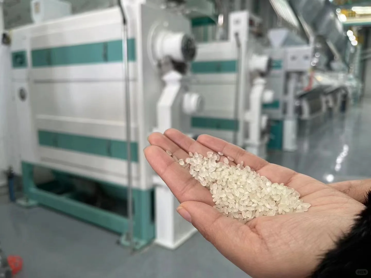 大米是怎么生产的,看了你还敢吃大米了吗?