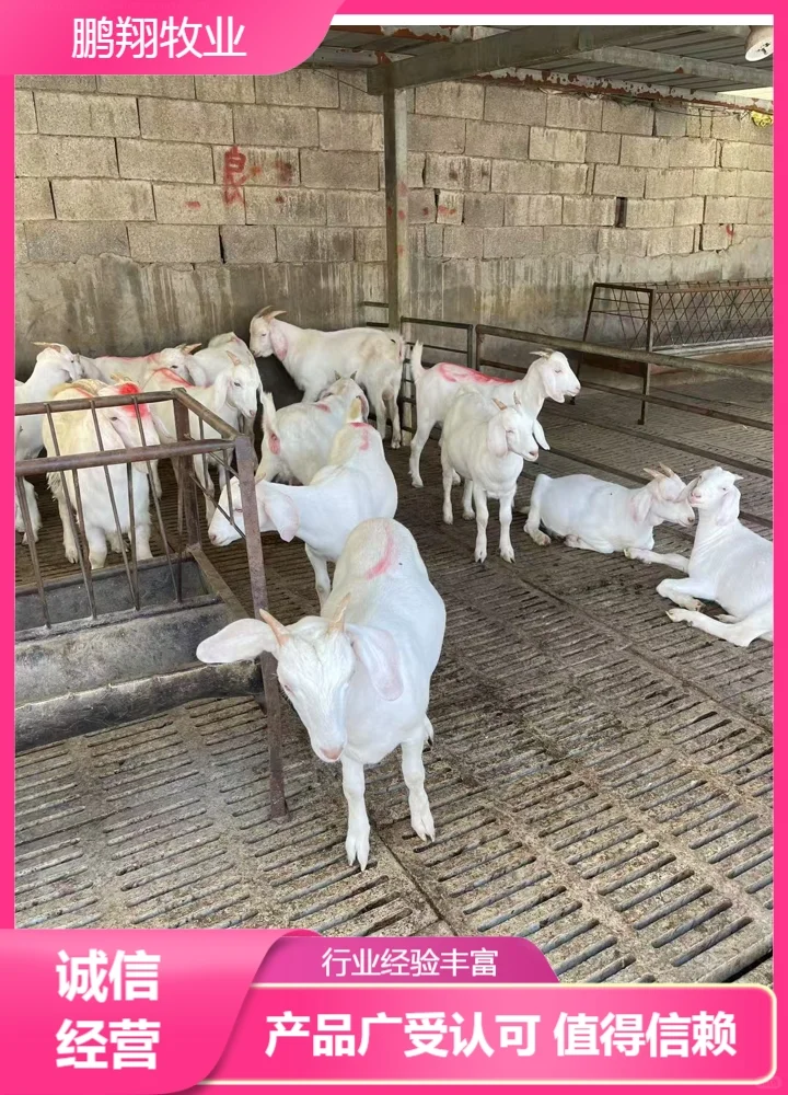 鹏翔牧业羊苗