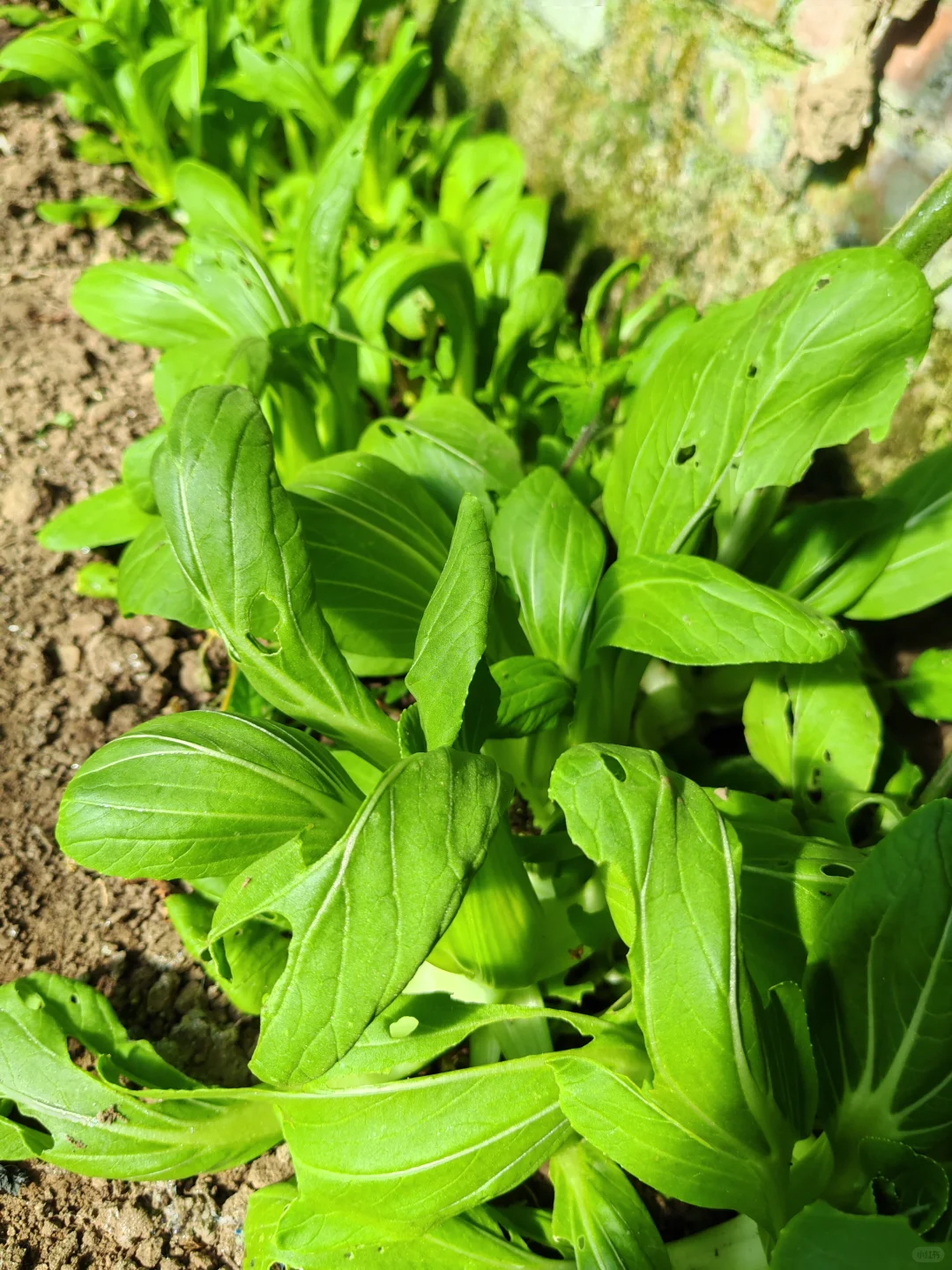 在温室大棚的感觉真的太好了!