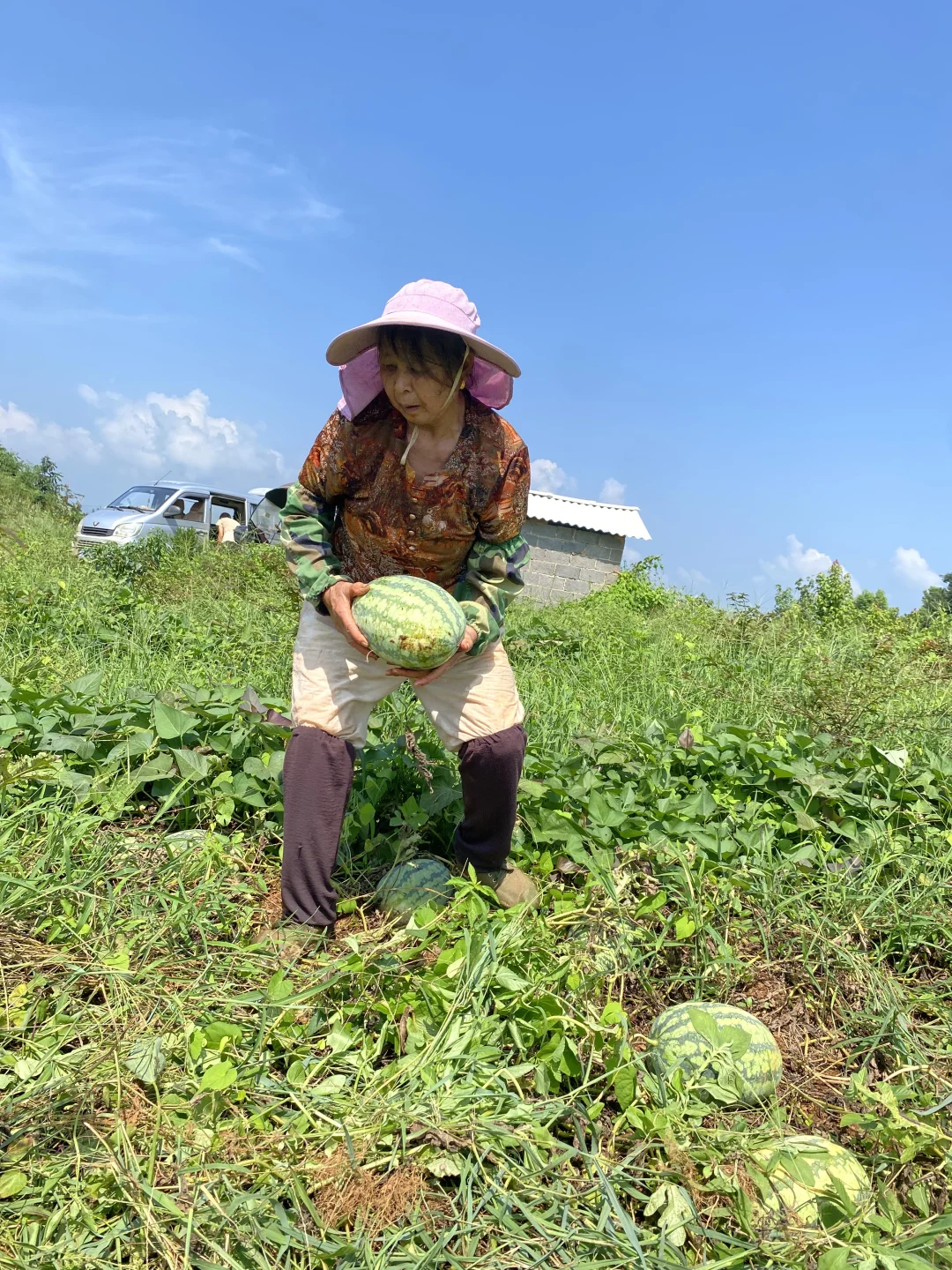 力源助农增收,西瓜甜满人间!买一个西瓜