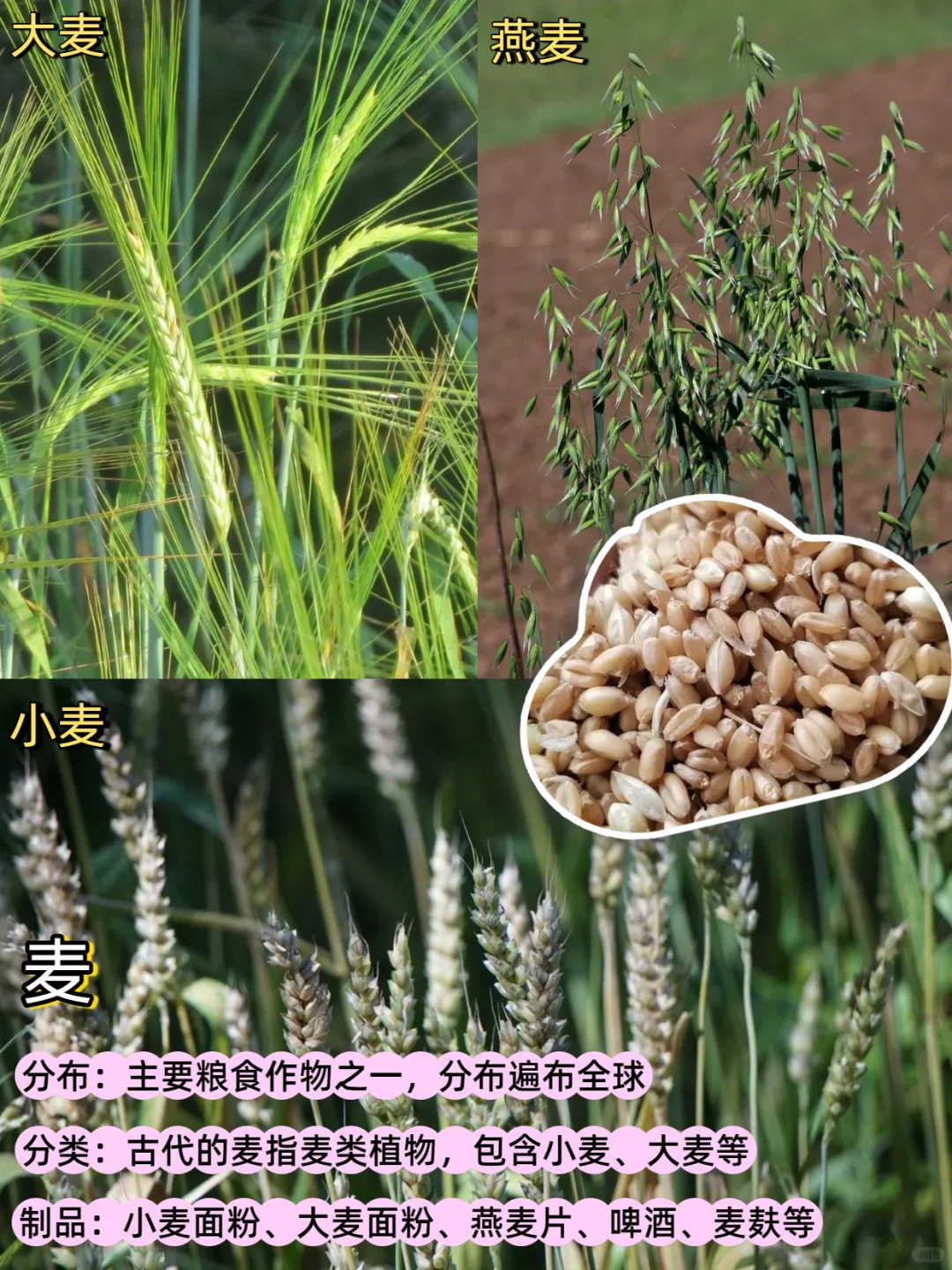 五谷丰登是哪“五谷”？