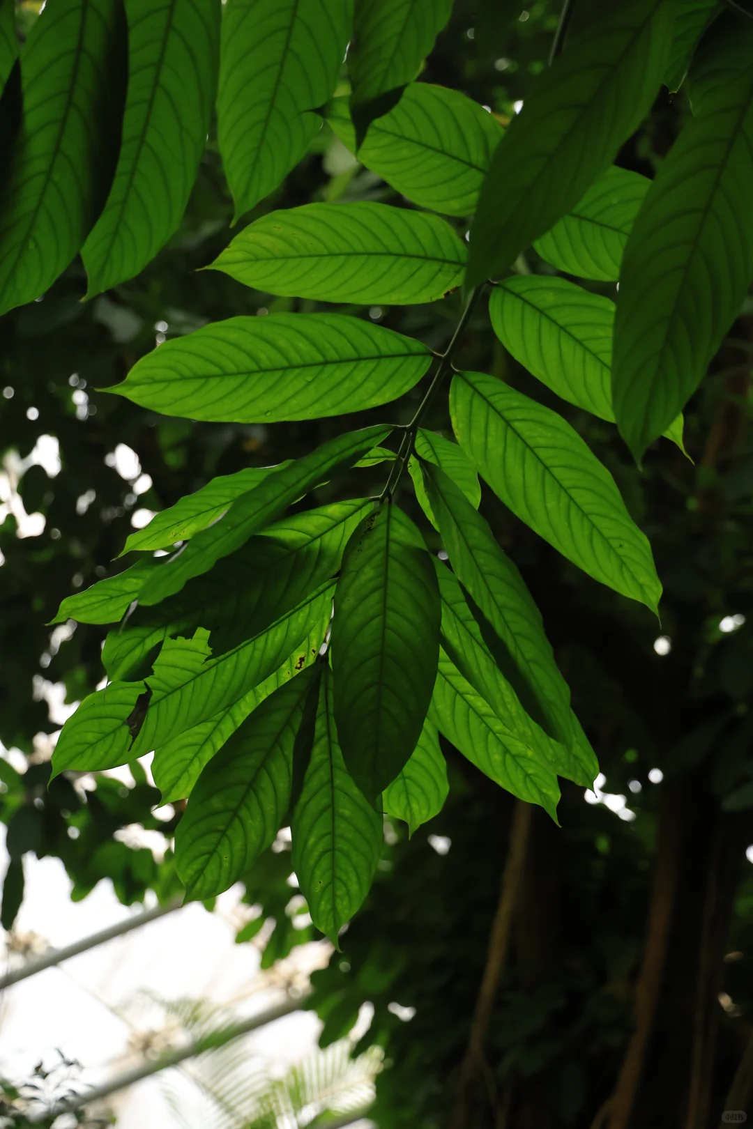 在南京中山植物园带娃邂逅初冬の浪漫