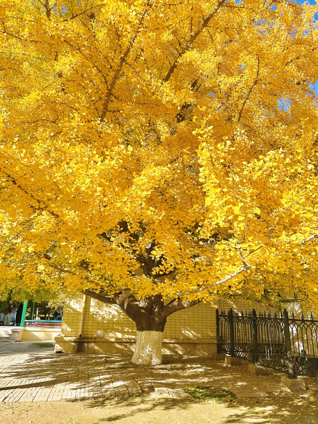 11.13实况｜天呐❗️农展馆银杏还美在巅峰‼️