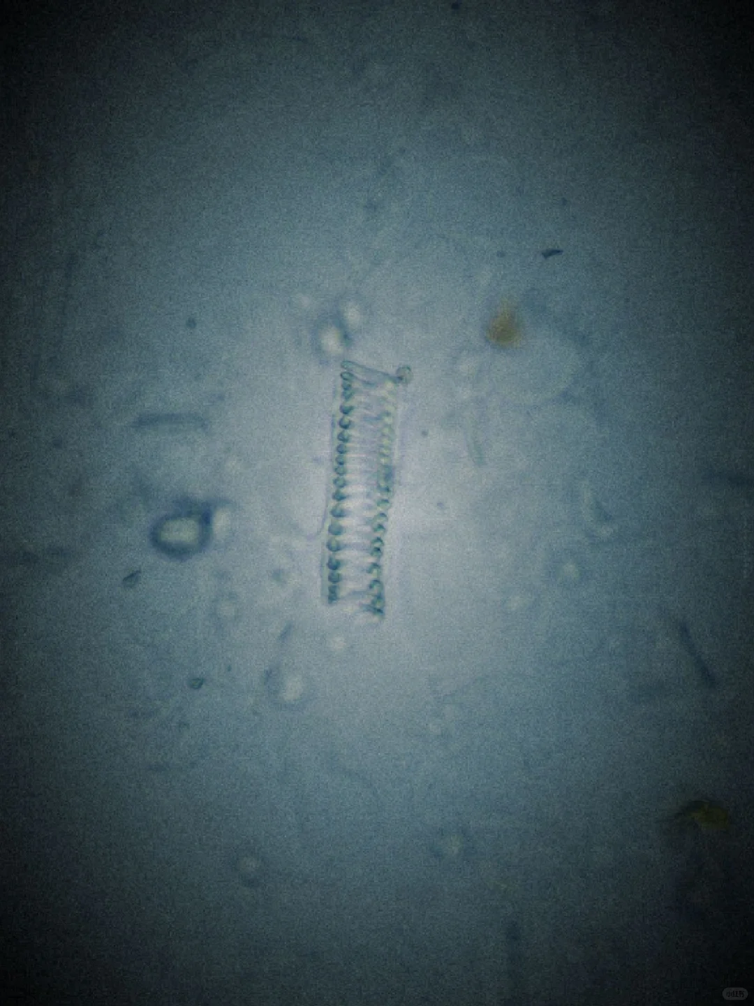 植物体中高级的管道运输系统（上）