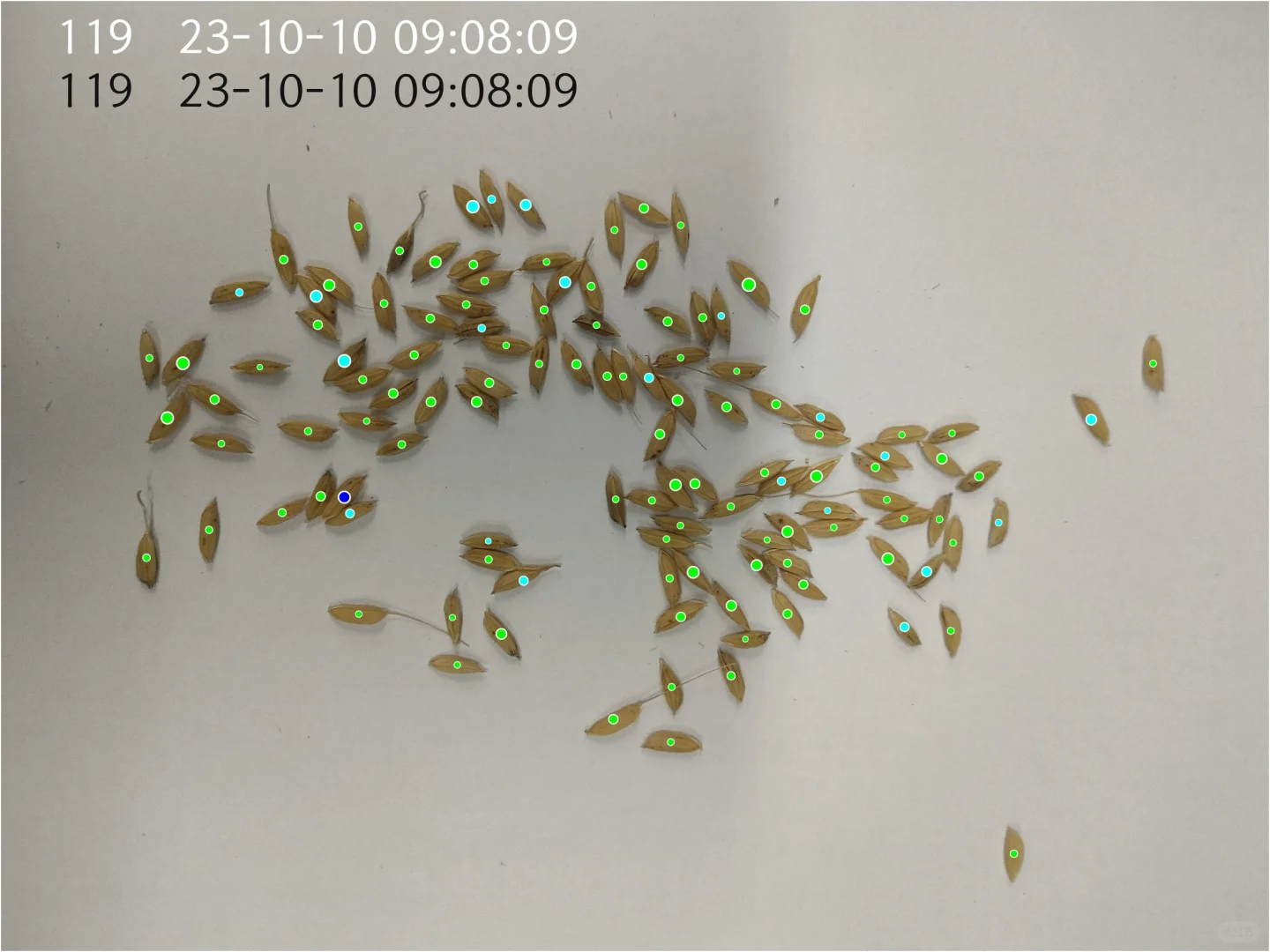 精点相机数稻粒