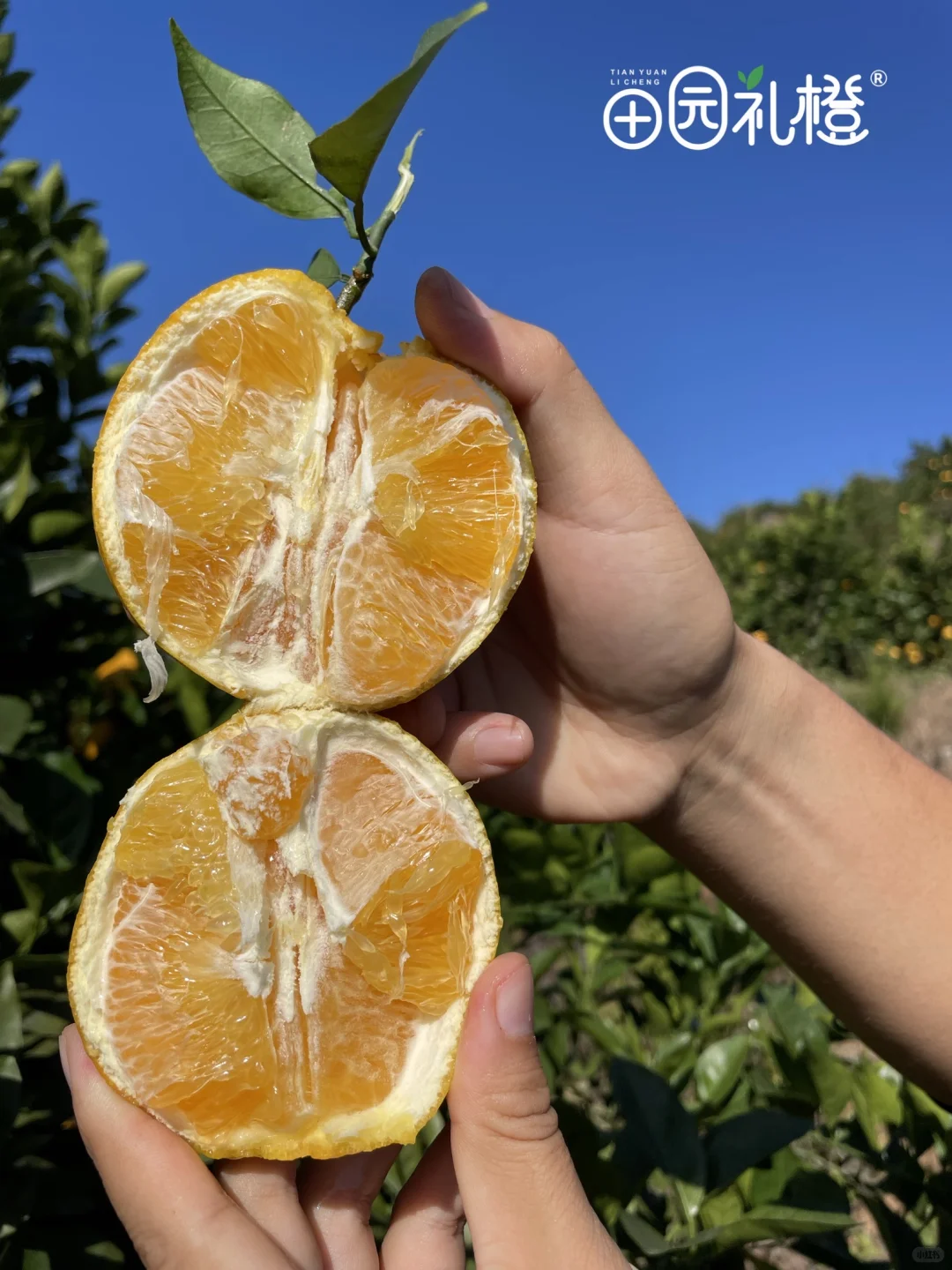 赣南脐橙基地直发、赣南脐橙、正宗赣南脐橙