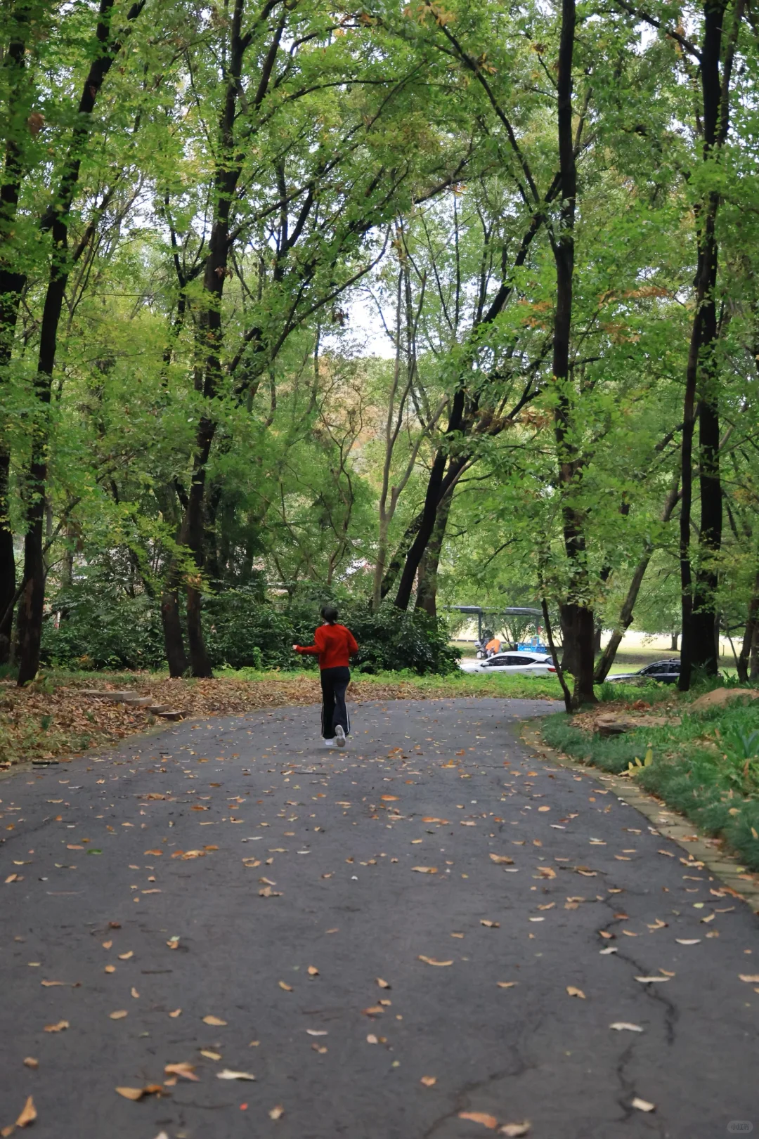 在南京中山植物园带娃邂逅初冬の浪漫