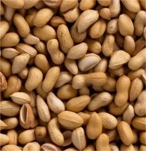 花生:引领经济奇迹的小小农作物