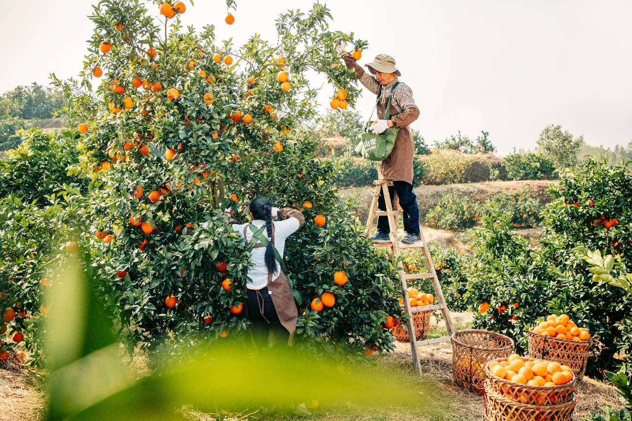 果农眼中的农夫山泉原来是这样的?
