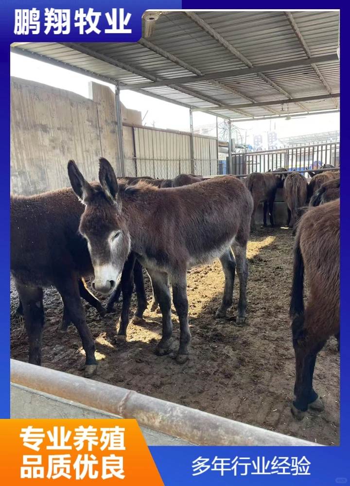 鹏翔牧业宠物炉