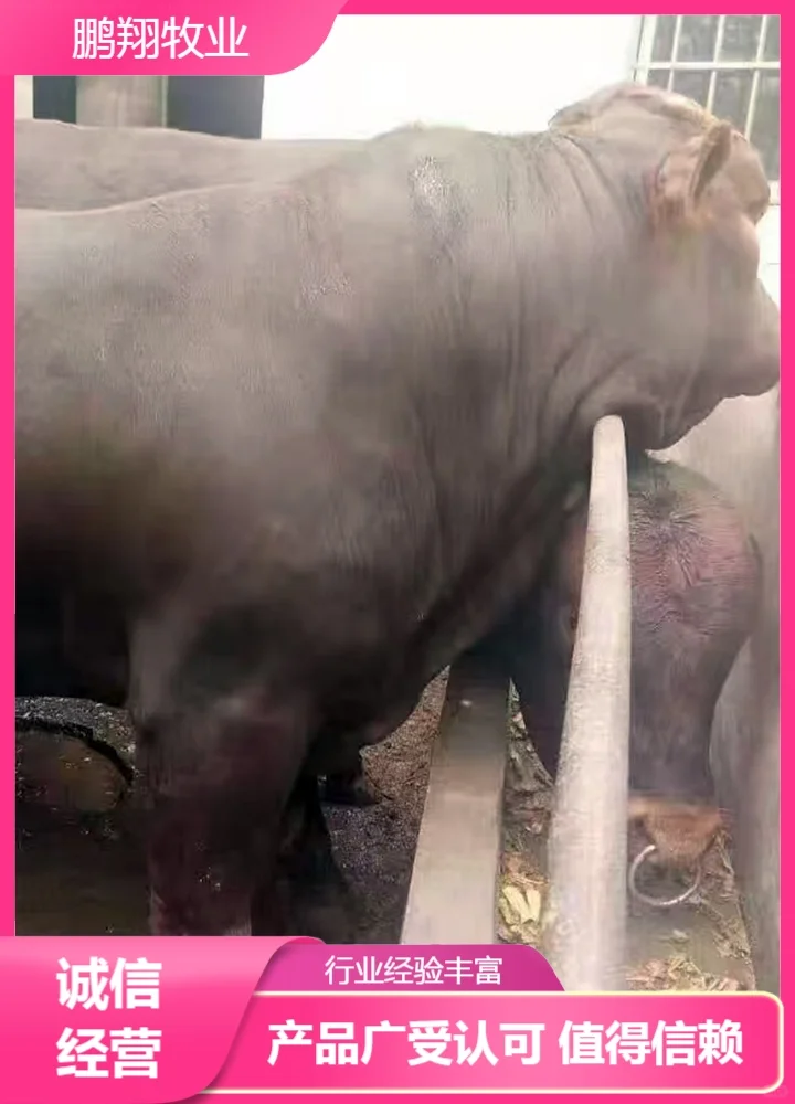 鹏翔牧业公牛