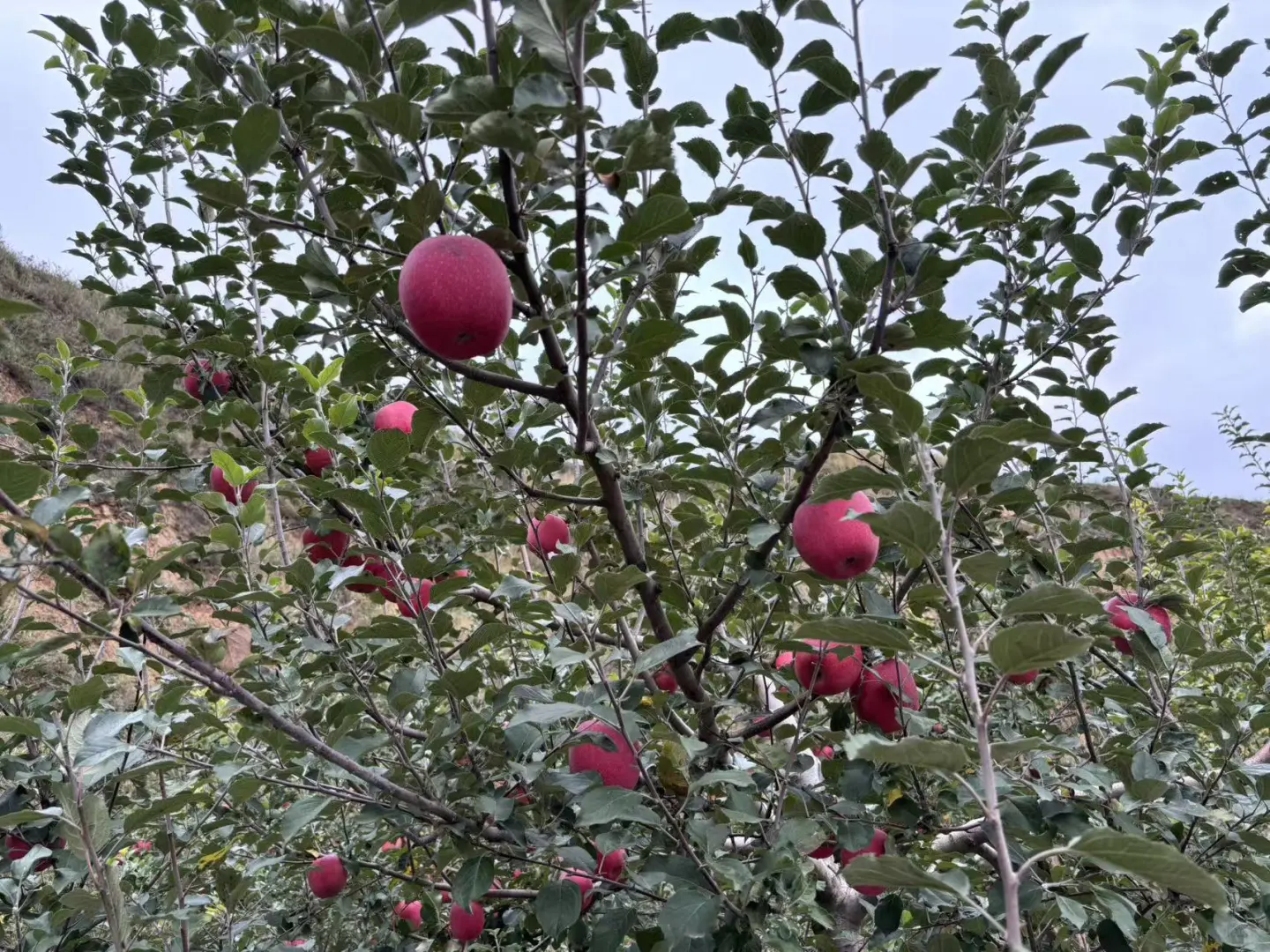 我为爸爸种的静宁苹果代言