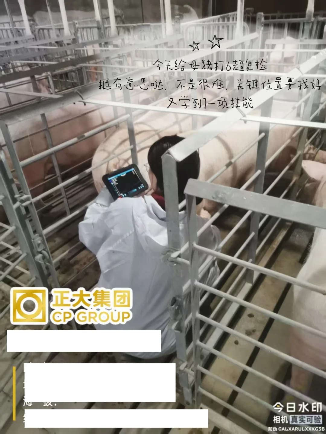 23在读女大|在猪场实习的两个月