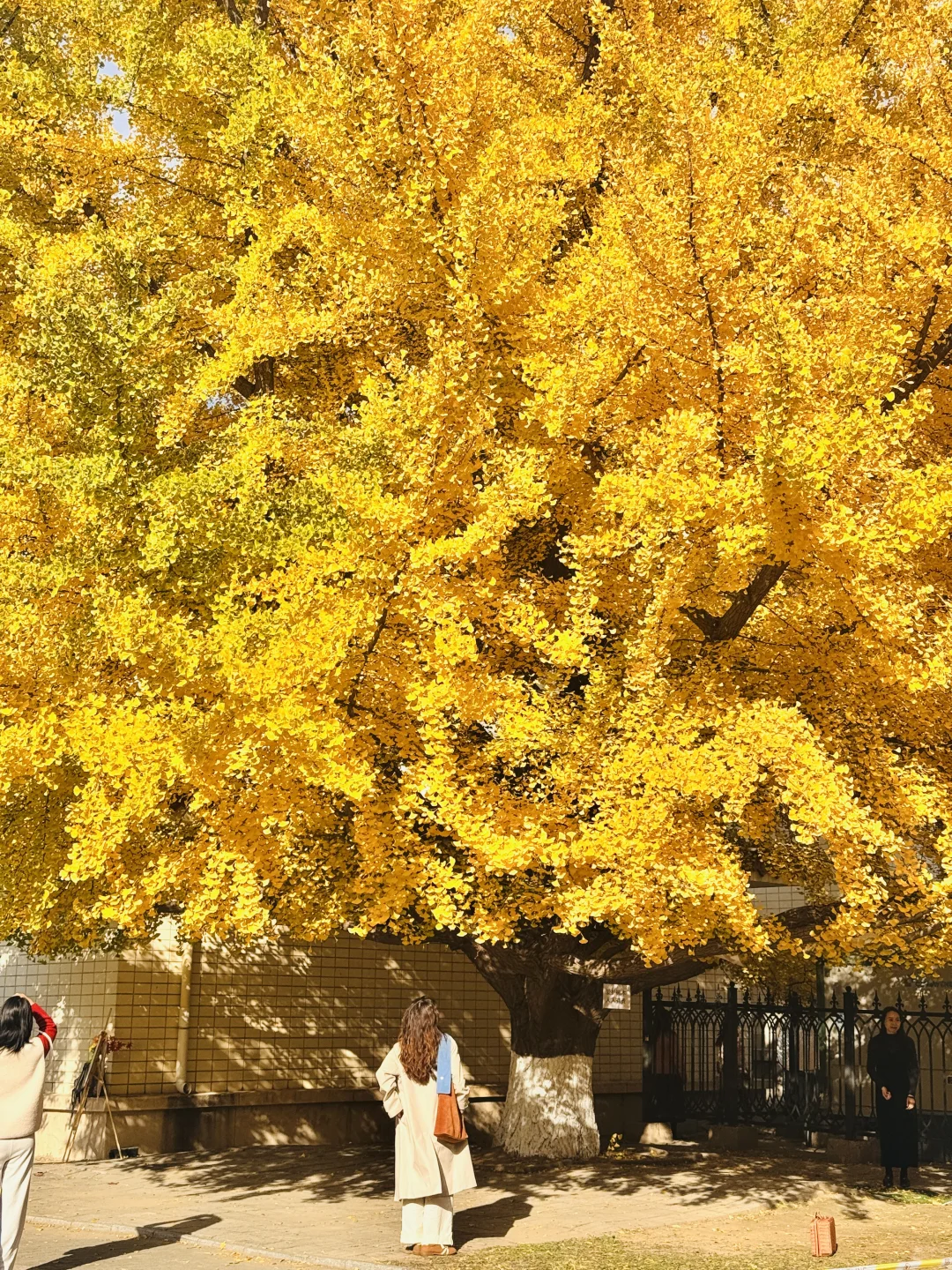 7级大风后❗️北京唯1️⃣幸存的银杏真神树!!!