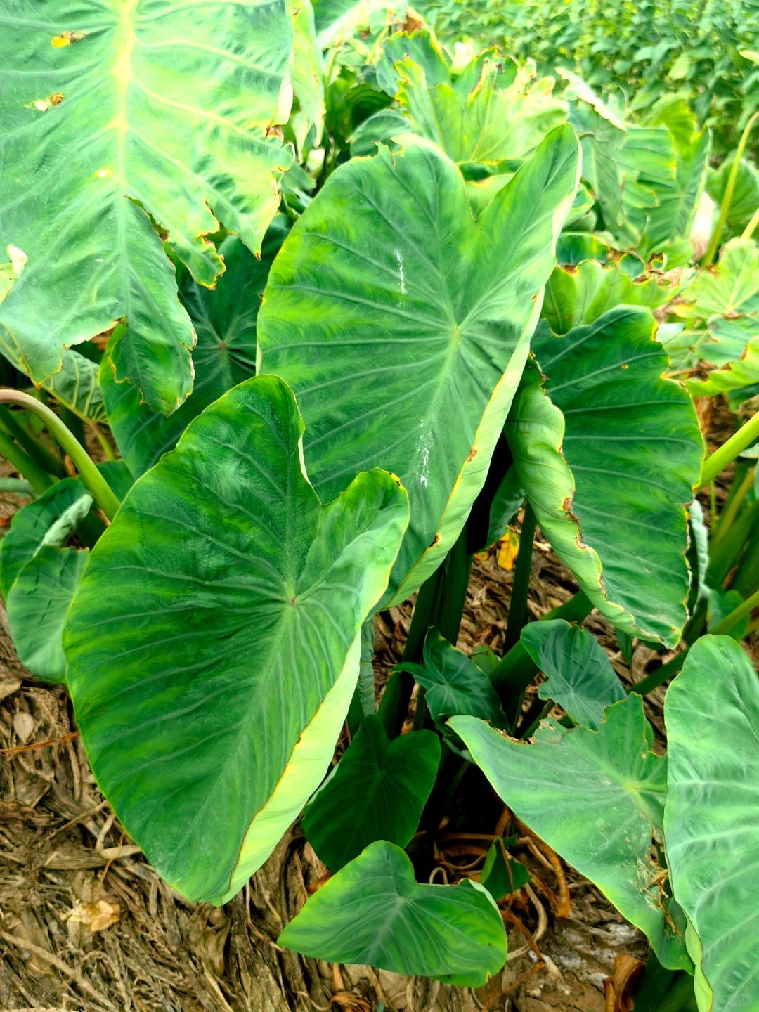 经常在吃 但你认得出几个？??