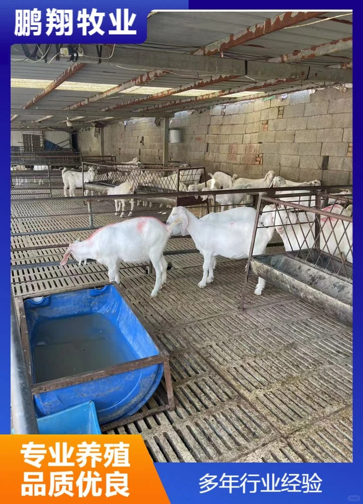 鹏翔牧业种公羊