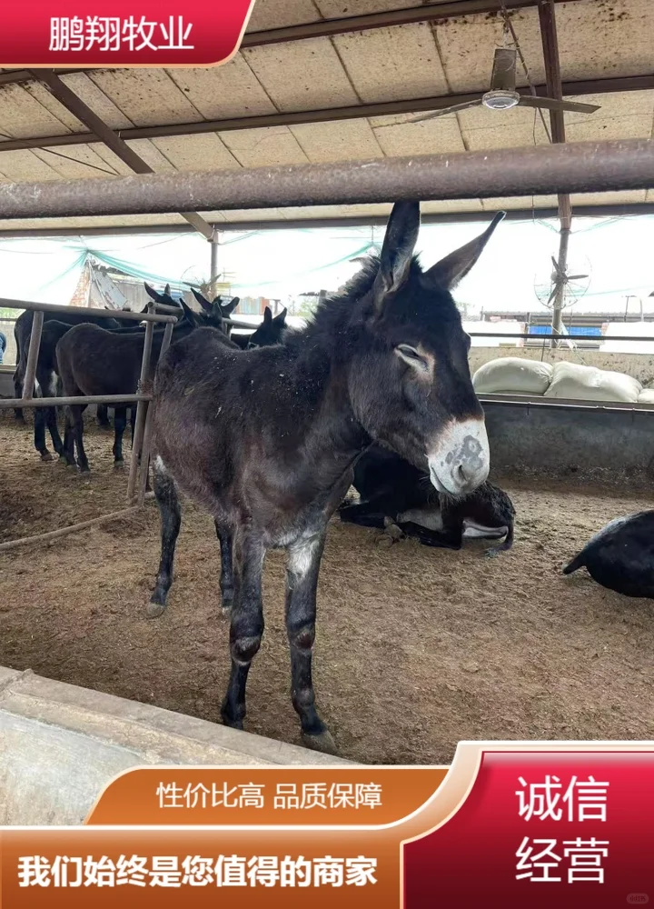 鹏翔牧业驴苗