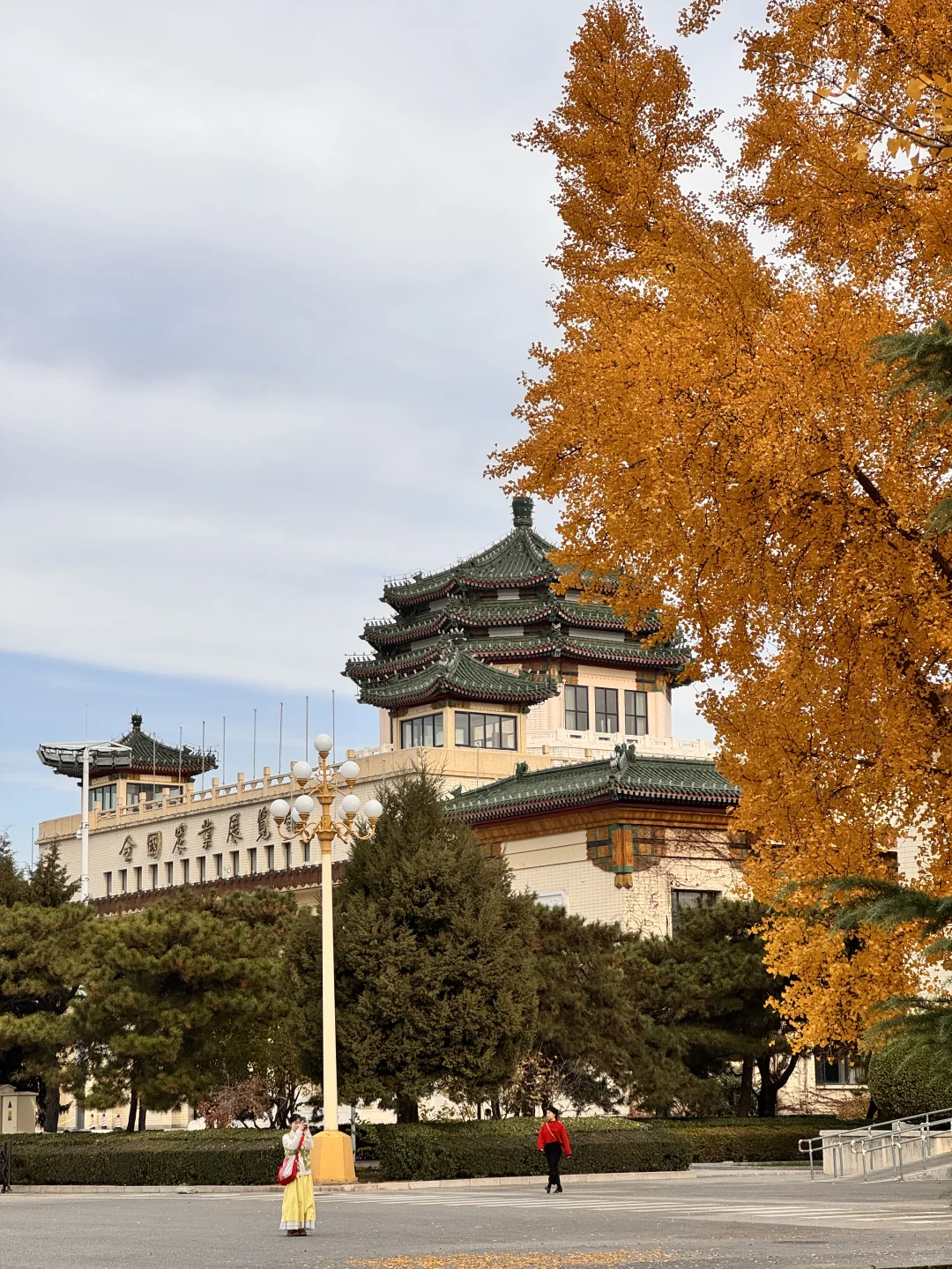7级大风后❗️北京唯1️⃣幸存的银杏真神树!!!