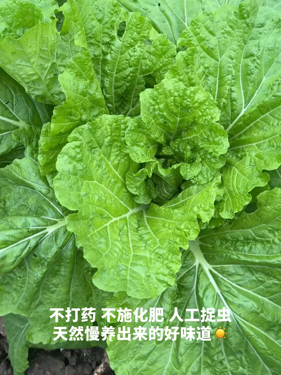 吃一些，有生命力的菜?