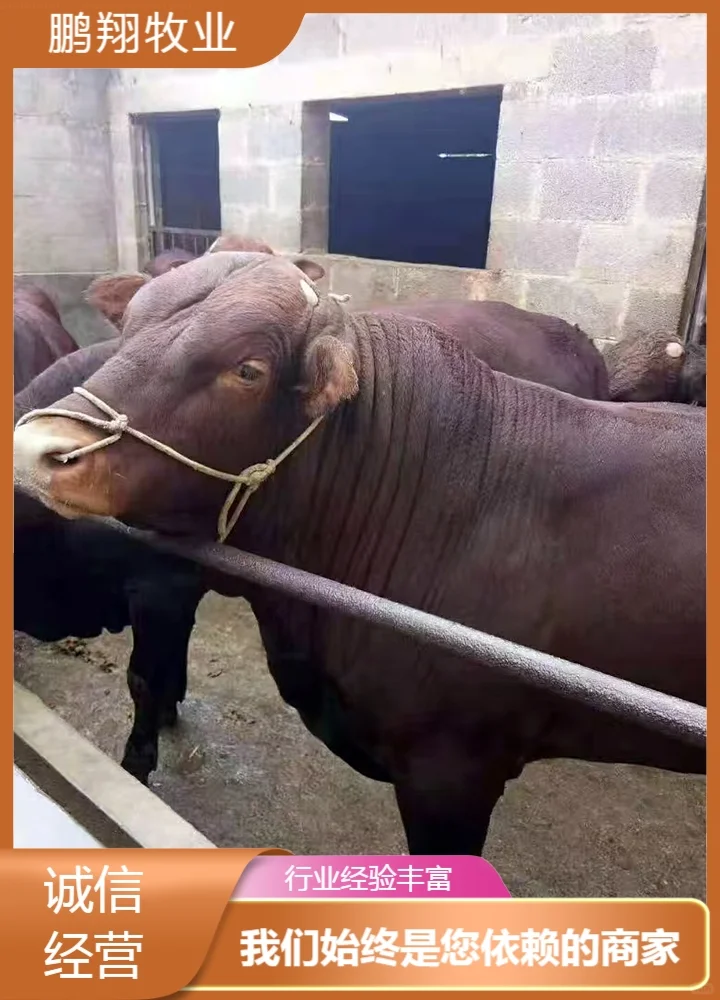 鹏翔牧业利木赞红牛