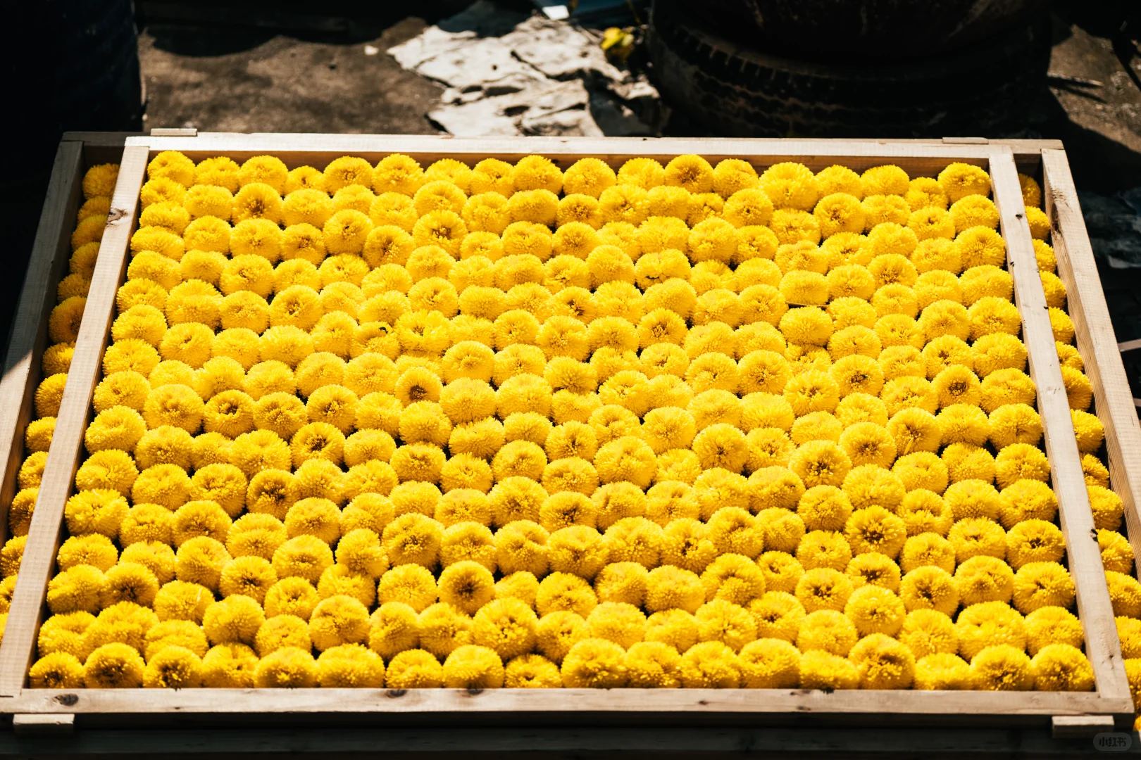 橫心岭:不是花中偏爱菊，此花开尽更无花