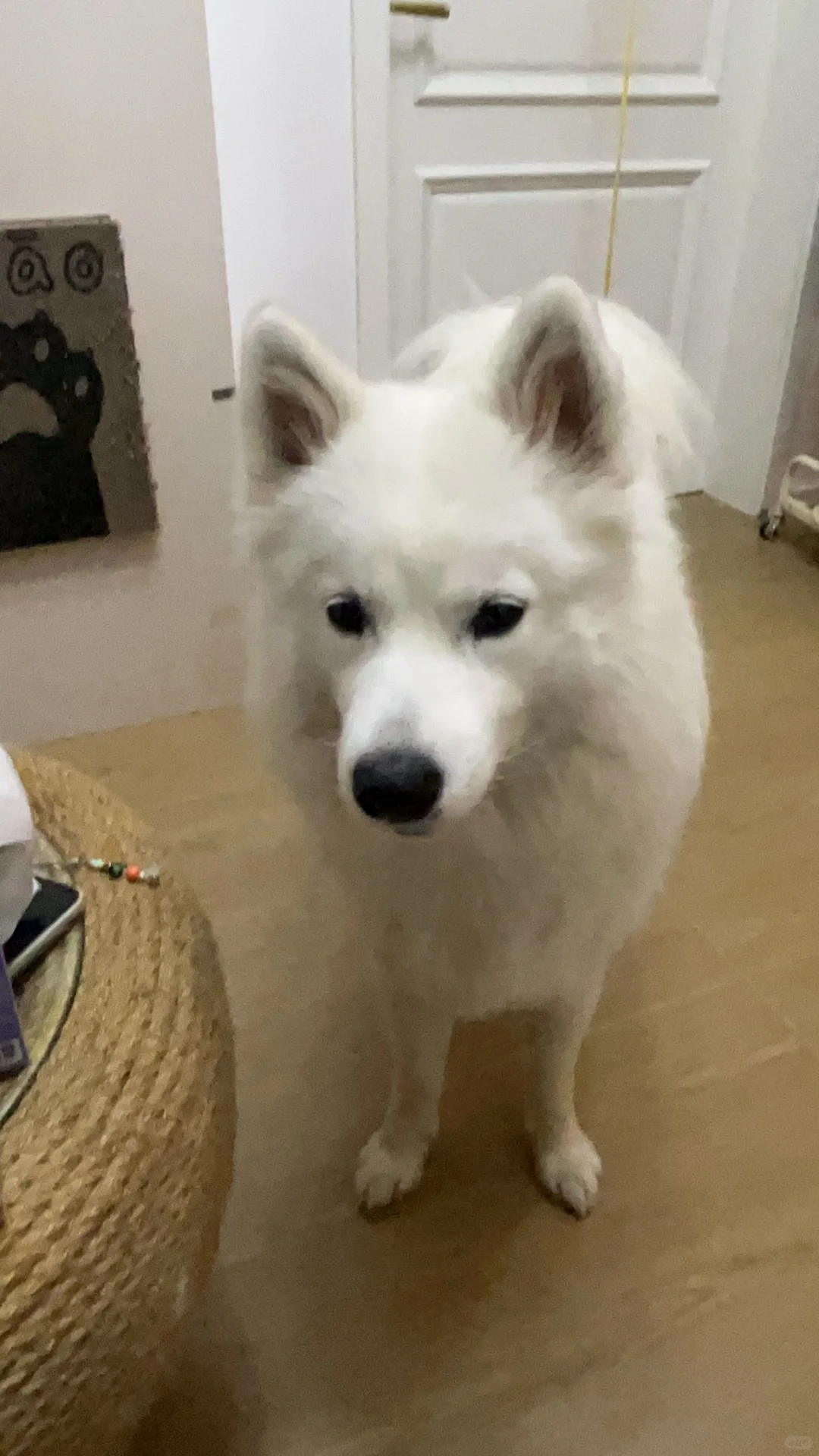 是萨摩宝宝，在牧业湖饮马口附近～