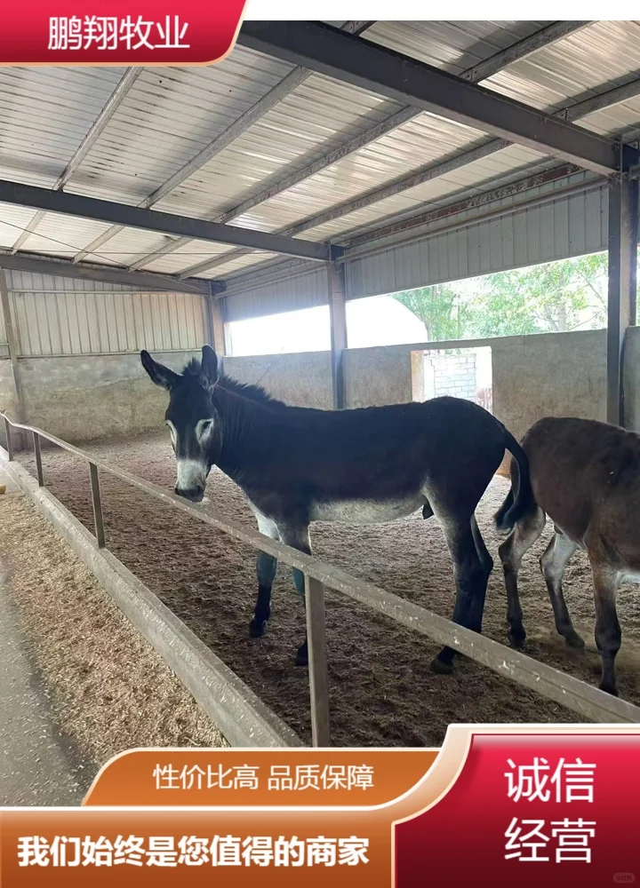 鹏翔牧业驴苗