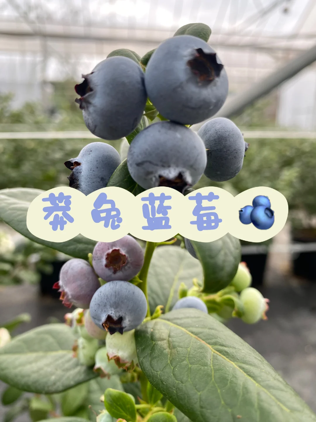 电商平台供货！蓝莓资质齐全可上架