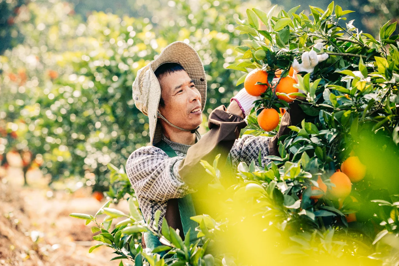 果农眼中的农夫山泉原来是这样的?