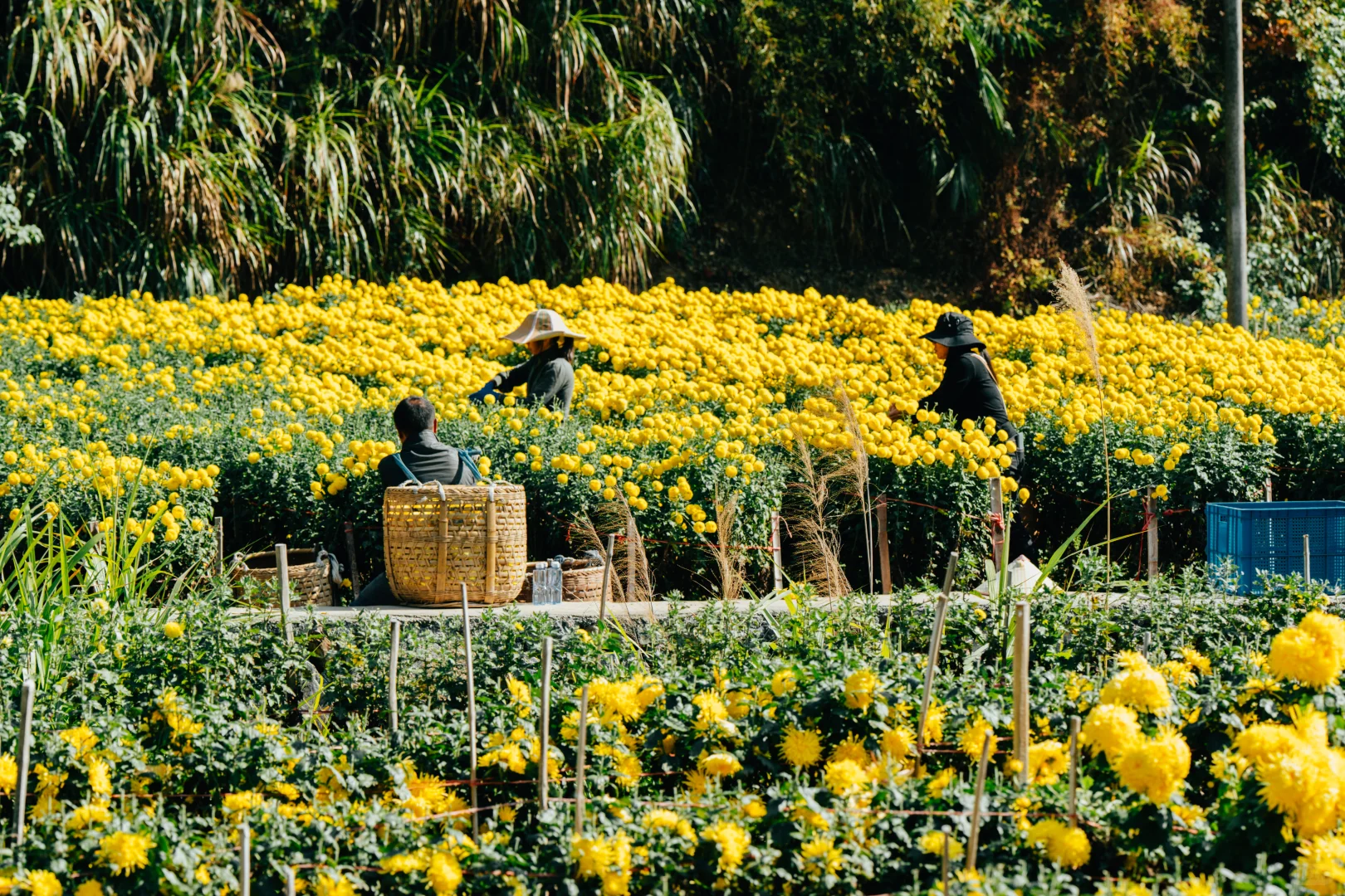 为什么非要去皖南，皖南到底有谁在啊？！