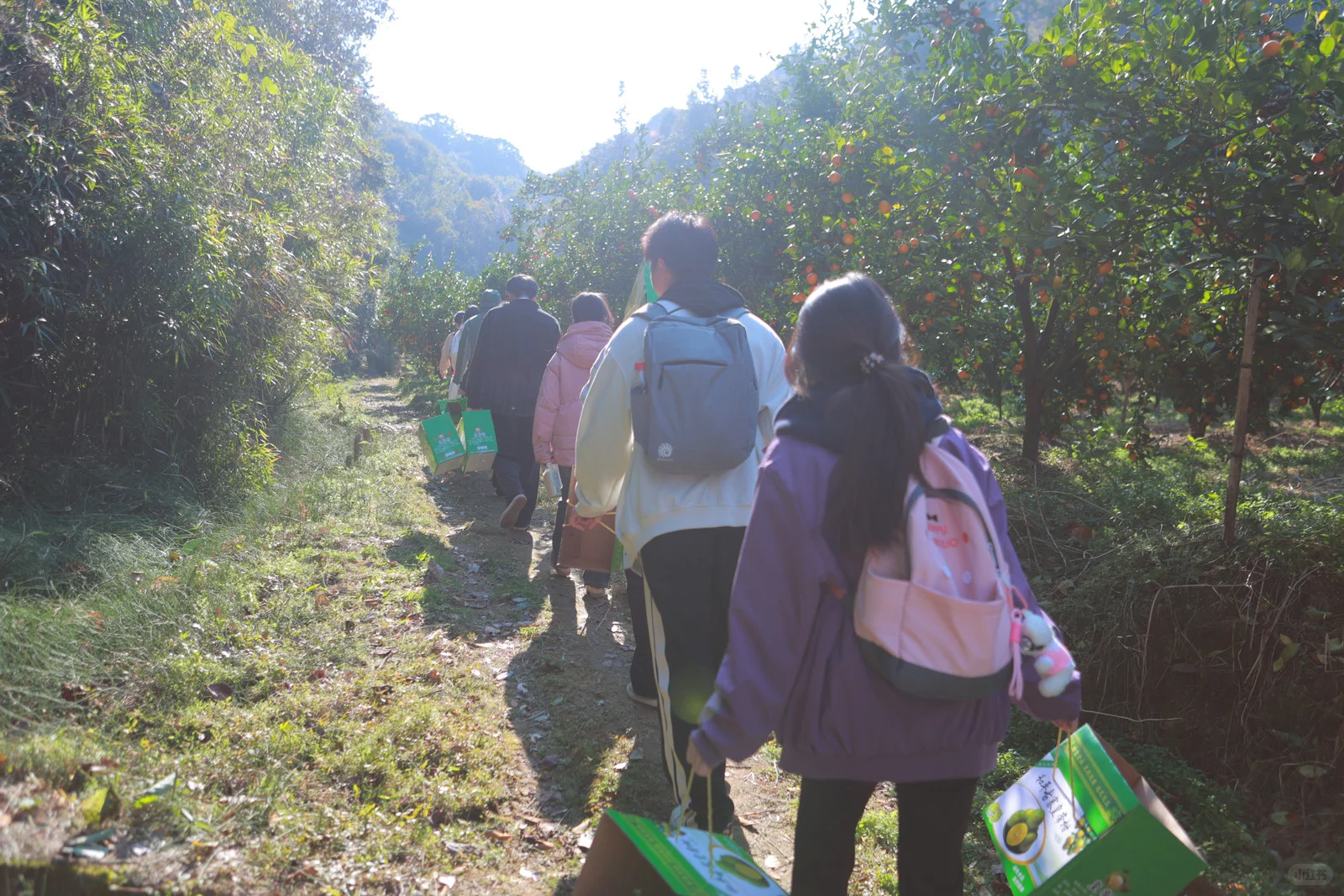 ? 直播助农,1小时卖出400斤皇帝柑!