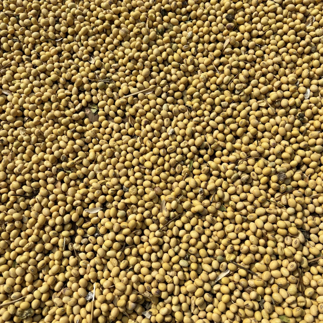 纯正黄豆 农村黄豆
