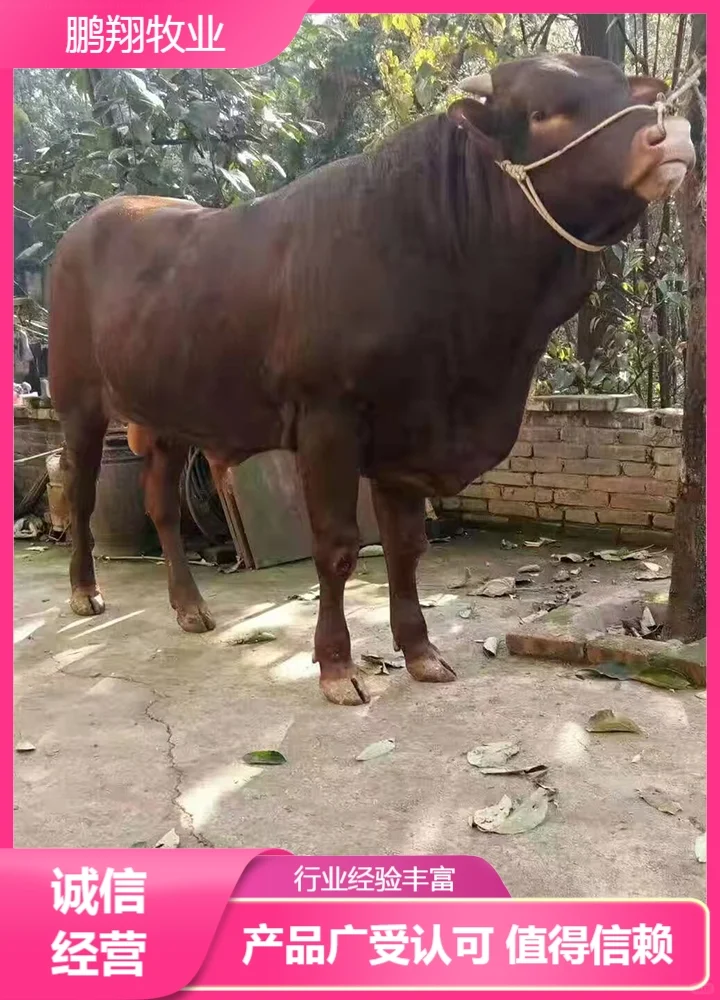 鹏翔牧业西门塔尔牛