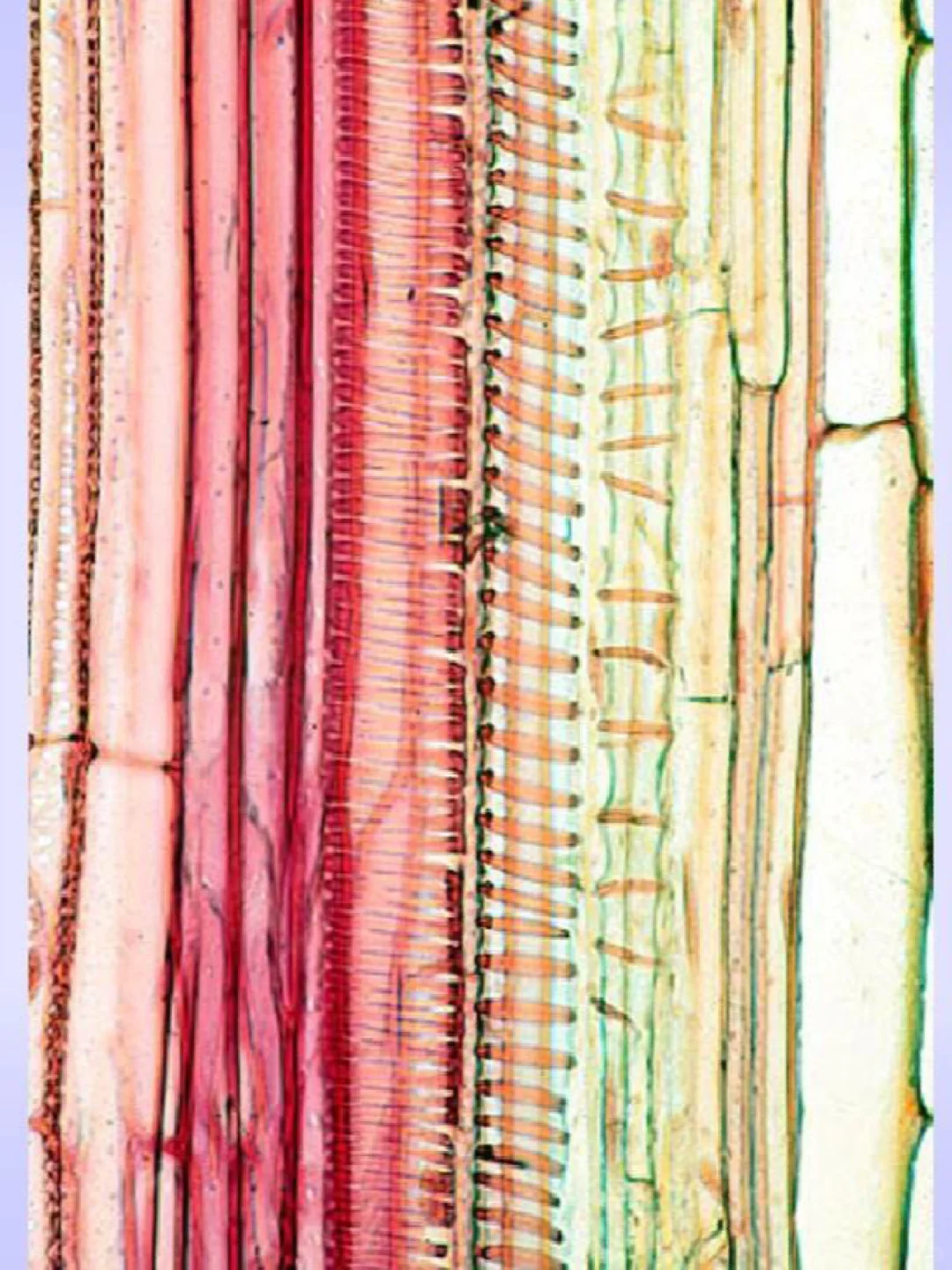 植物体中高级的管道运输系统（上）