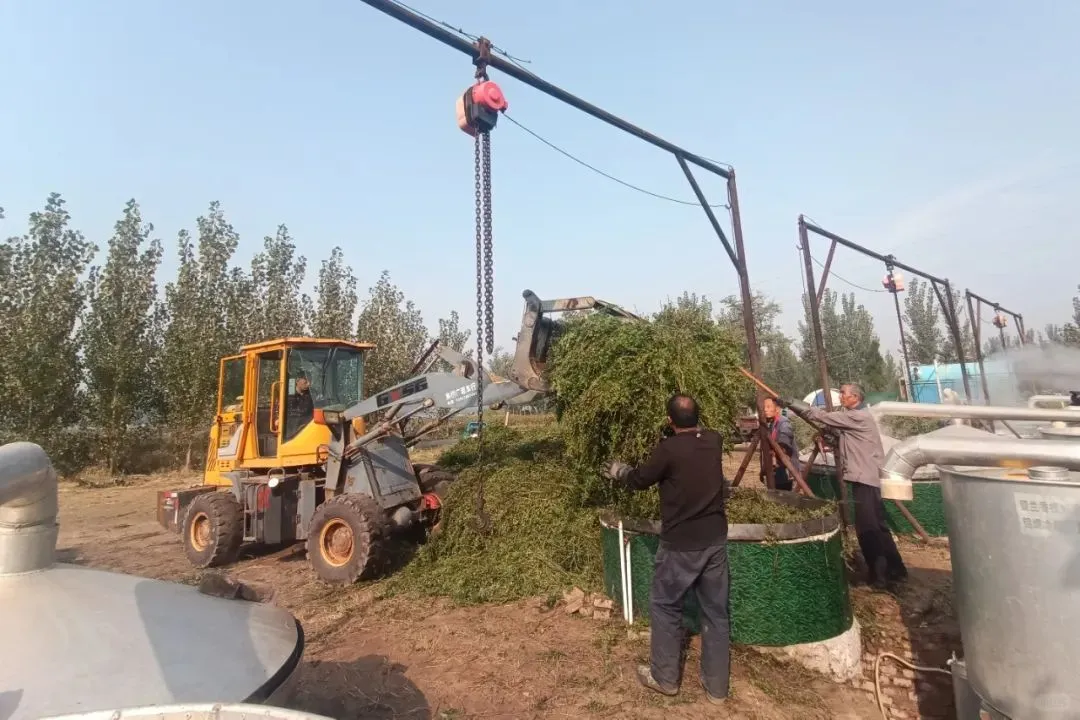滨州邹平市韩店镇：留兰香飘促增收
