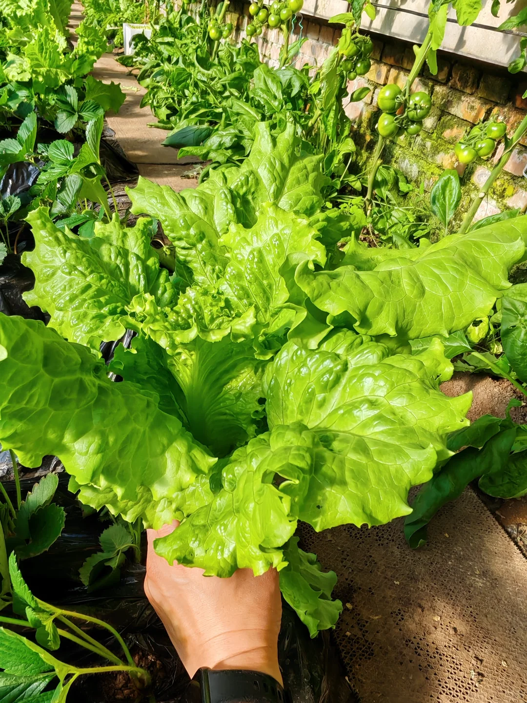 在温室大棚的感觉真的太好了!