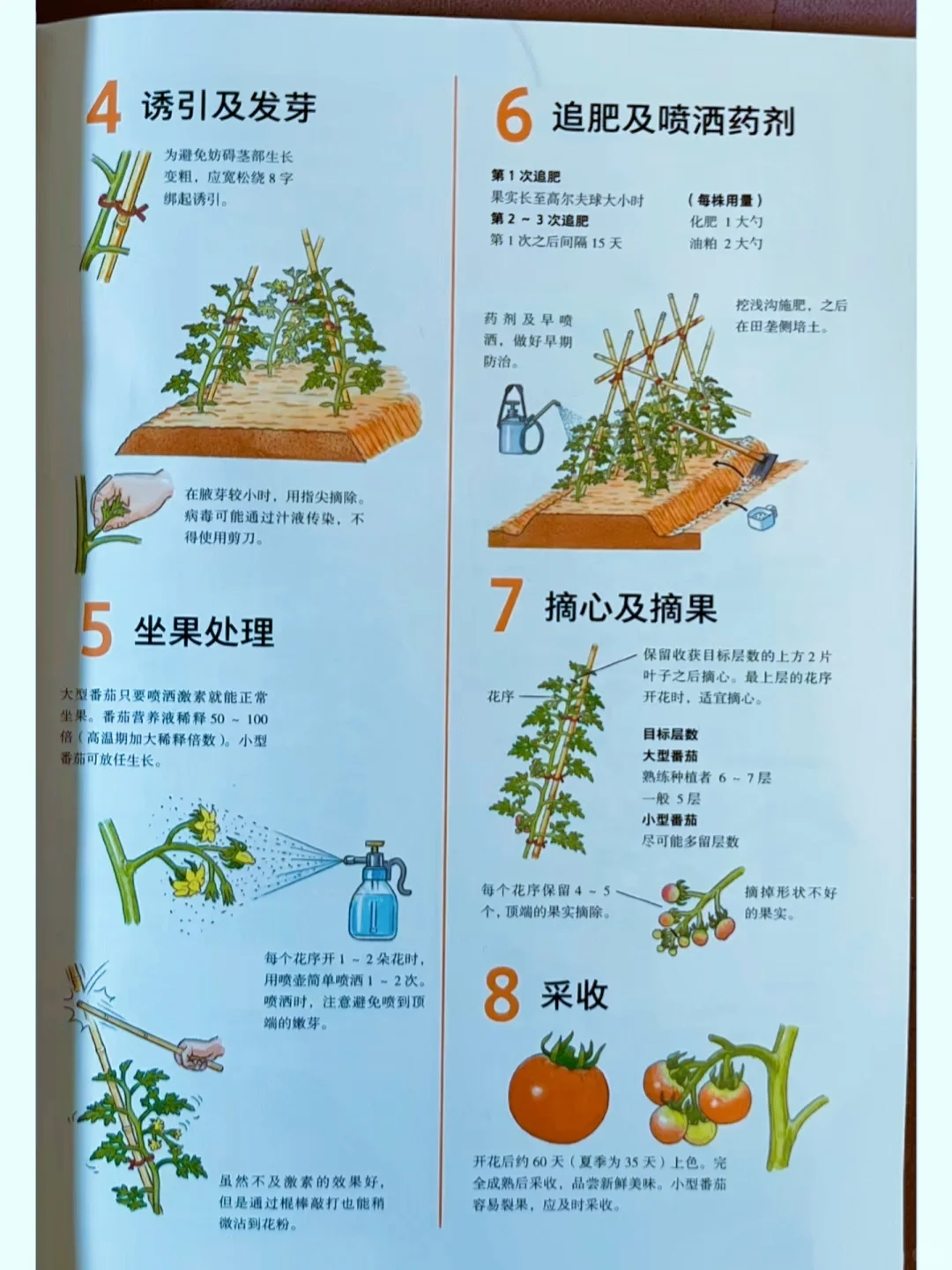 网文素材?常见农作物蔬菜生长周期?
