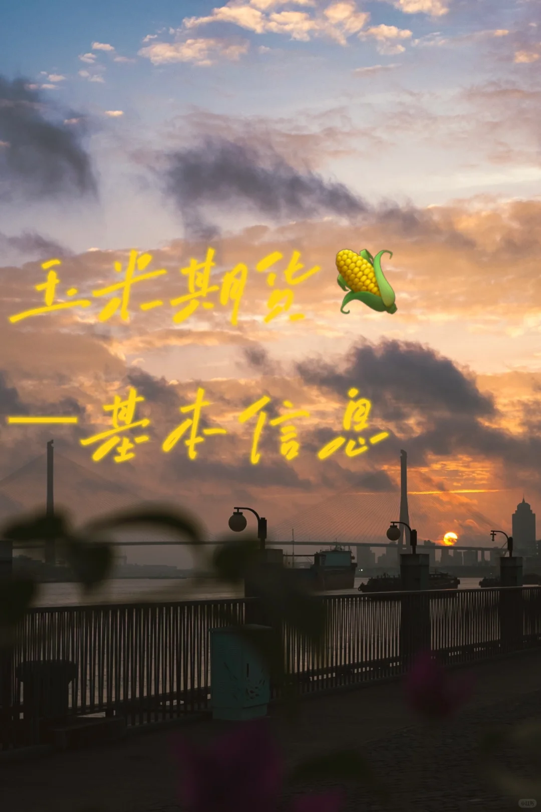 ?玉米期货的基本信息