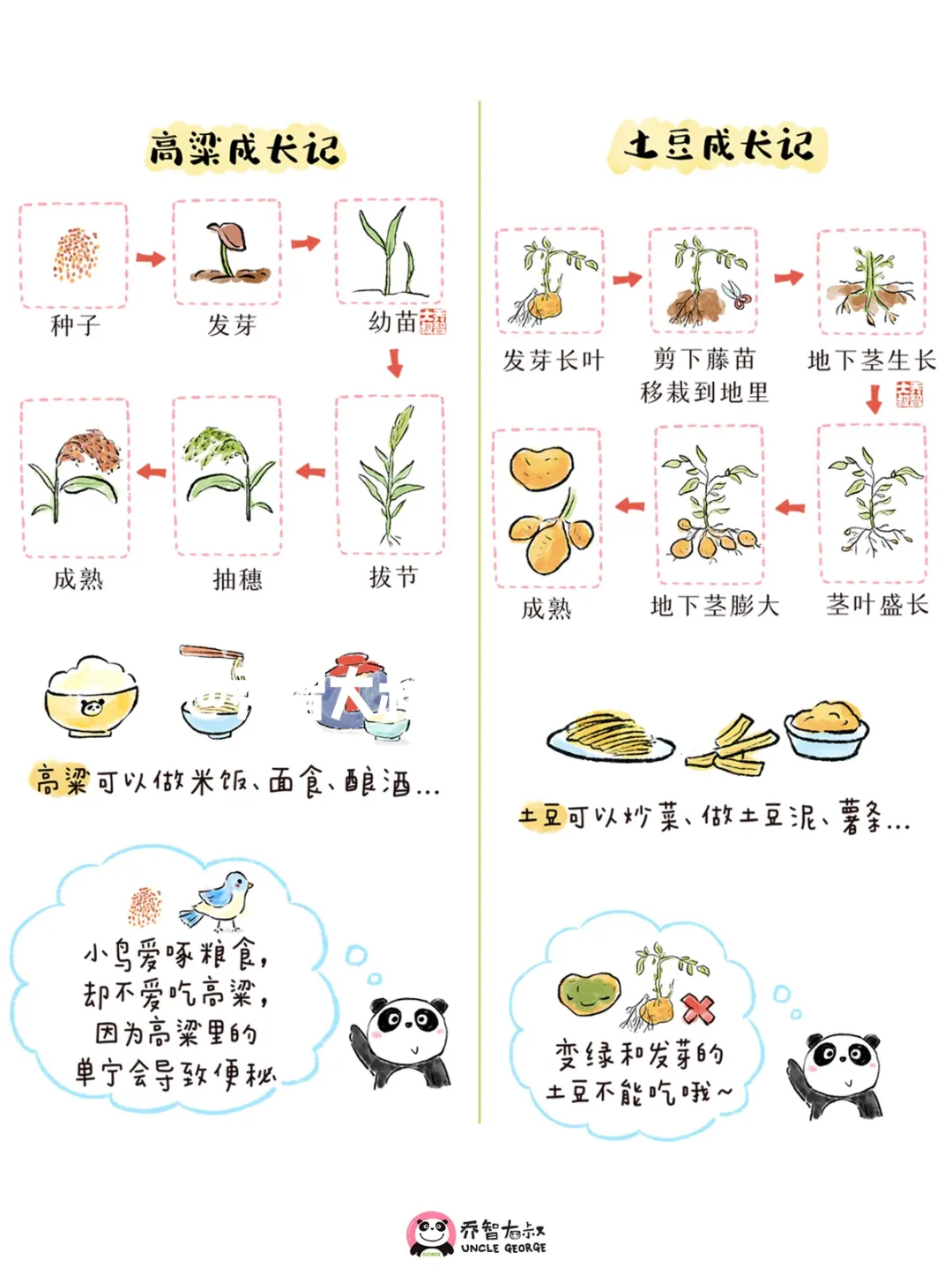 一组秋天丰收粮食的生长过程图，孩子超喜欢