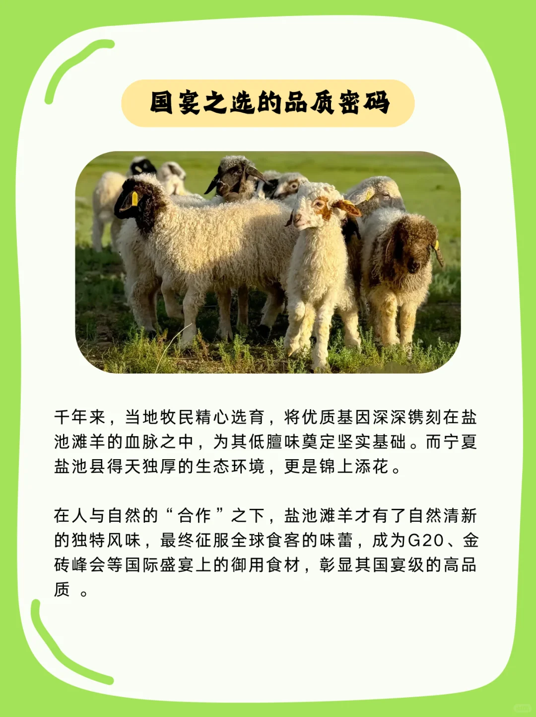  国宴抢着用的“盐池滩羊”到底什么来头？